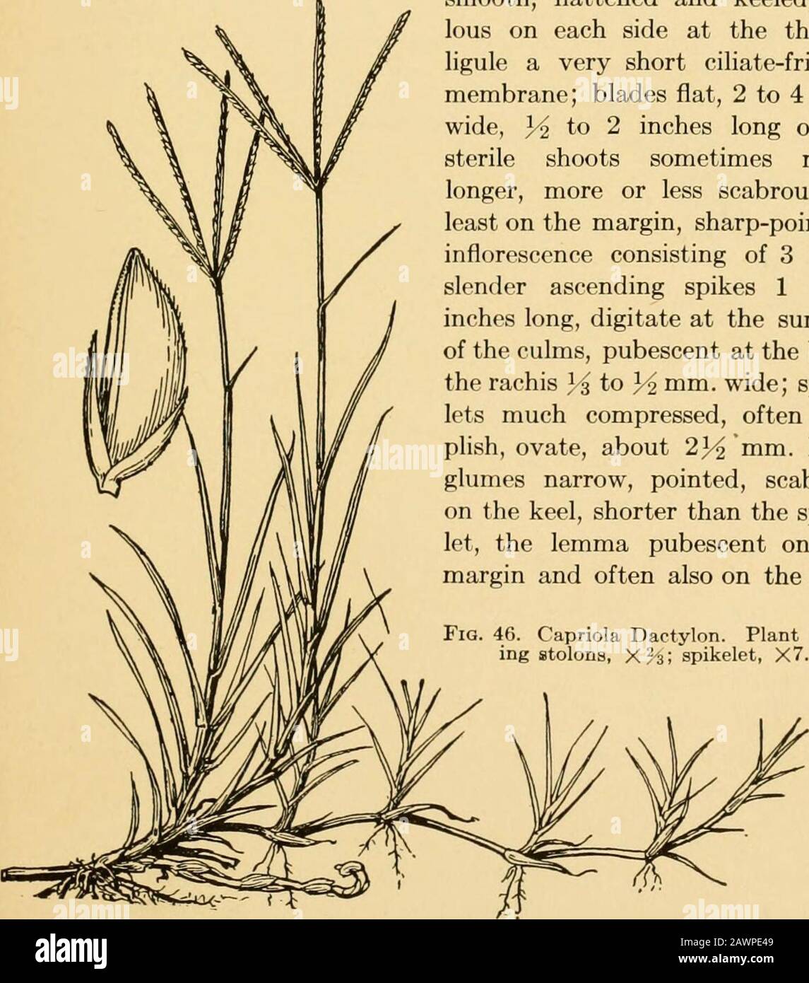A text-book of grasses with especial reference to the economic species of the United States . on (L.) Kuntze {Cynodon Dadylon (L.) Pers.).(Fig. 46.) Bermuda-grass. A gray-green perennial; culms exten-sively creeping, either below the surface of the soil forming rhi-zomes, or above ground forming stolons, the fertile shoots ascend-ing, smooth, a few inches to as much as 2 feet in height; sheathssmooth, flattened and keeled, vil-lous on each side at the throat;ligule a very short ciliate-fringedmembrane; blades flat, 2 to 4 mm.wide, 3^ to 2 inches long or onsterile shoots sometimes muchmore or l Stock Photo