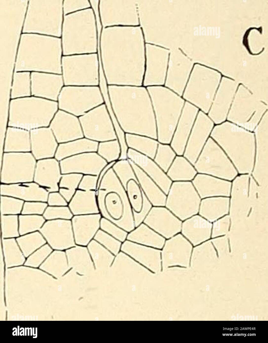 The structure & development of the mosses and ferns (Archegoniatae) . Fig. 233.—Longitudinal section of a young vegetative shoot, showing two young leaves (L.), X200;B, section passing through the base of a somewhat older leaf; /i, vascular bundle ; C, sectionpassing through a joung bud {k). median longitudinal sections through a vigorous sterile stem ofE. telinateia or E. aivense before it appears above ground.The young bud (Fig. 233, C) originates from a single epidermalcell just above the insertion of the leaf This cell enlargesand is easily recognisable. In it are formed three intersecting Stock Photo