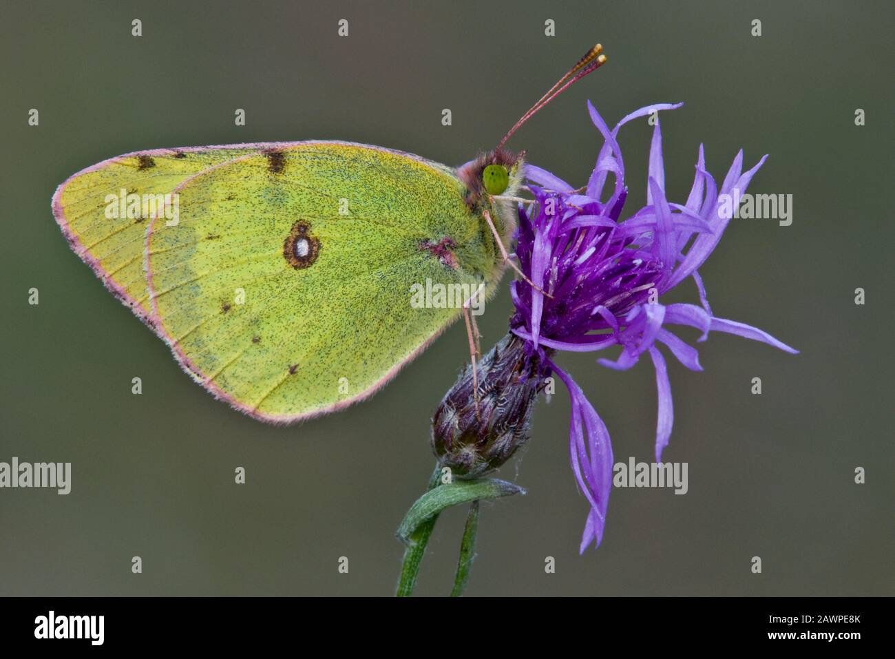 Clouded Sulphur Butterfly (Colias philodice) on Spotted Knapweed (Centaurea maculosa), E USA, by Skip Moody/Dembinsky Photo Assoc Stock Photo