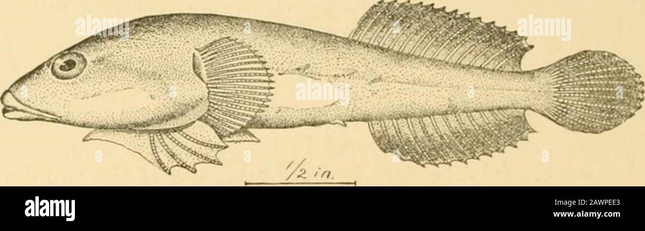 Fishes . Fig. 650.—Aspasma ciconice Jordan & Suyder. Wakanoura, Japan. Several species of Lepadogaster and Mirbelia are found inthe Mediterranean. Lepadogaster gonani is the best-knownEuropean species. Aspasma ciconice and minima occur aboutthe rocks in the bays of Japan. Most of the West Indian species belong to Gobiesox, withentire teeth, and to Arbaciosa, with serrated teeth. Some of these. P^Q. 651—Clingfish, Caularchus mceandricus (Girard). Monterey, Cal. species are deep crimson in color, but most of them are dullolive. Gobiesox virgatnlits is common on the Gulf Coast. Cau-larchus mceand Stock Photo