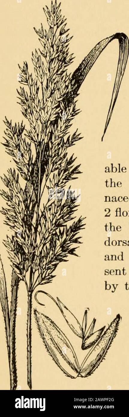 A text-book of grasses with especial reference to the economic species of the United States . 1-sided, the pedicels thickened atthe apex; spikelets large, drooping, vari-able in size but usually about ^ to 1 inch long,the glumes strongly several - nerved, membra-naceous, acuminate, scabrous, containing usually2 florets, the lemmas smooth or slightly hairy atthe base, the teeth acute but not awned, thedorsal awn absent or, if present, usually straightand not much exceeding the glumes, often pre-sent only on the lower floret, the palea inclosedby the inrolled margin of the lemma, denselyshort-ci Stock Photo