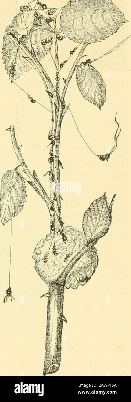 American spiders and their spinningworkA natural history of the orbweaving spiders of the United States, with special regard to their industry and habits . ir comrades. One might be seen dangling from a leaf by a slender filament; another with elevated abdomen sending outthe first lines of a tentative balloon; a thirdalready embarked on an aeronautic venture,swinging free and swaying in the breeze. (Fig.250.) Tiie general tendency was to ascend;scarcely a spider went below the point at whichthe egg sac was fixed. Here and there littlegroups would form and hang back downwardfor a while by a few Stock Photo
