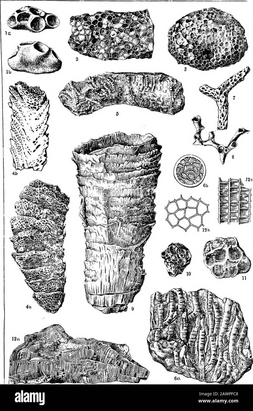 [Reports volI-XIII] . yringopora karveyi 121 6a. Part of a large specimen. (Mns. Mo. Geol. Snr.) Carbonifercns, Eeoknk limestone.6b. Syringopora mnltattennata ; cross-section.Carboniferous, Coal Measures. Fig. 7. Strictopora carbojiaria 121 View of part of brancli. (Mus. Mo. Geol. Sur.)Cartonlfercns, Burlington limestone. Fig. 8. A-uJoporagracilis 123 Type specimen. (Mns. Mo. Geol. Sur )Carboniferons, Burlington limestone. Fig. 9. Ckonophyllnm sedalierise 116 Type specimen. fAlter White) Carboniferous, Chouteau (Klnderhook) limestone. Fig. 10. Conopterium effusum 118 A reiresentatlve. example. Stock Photo