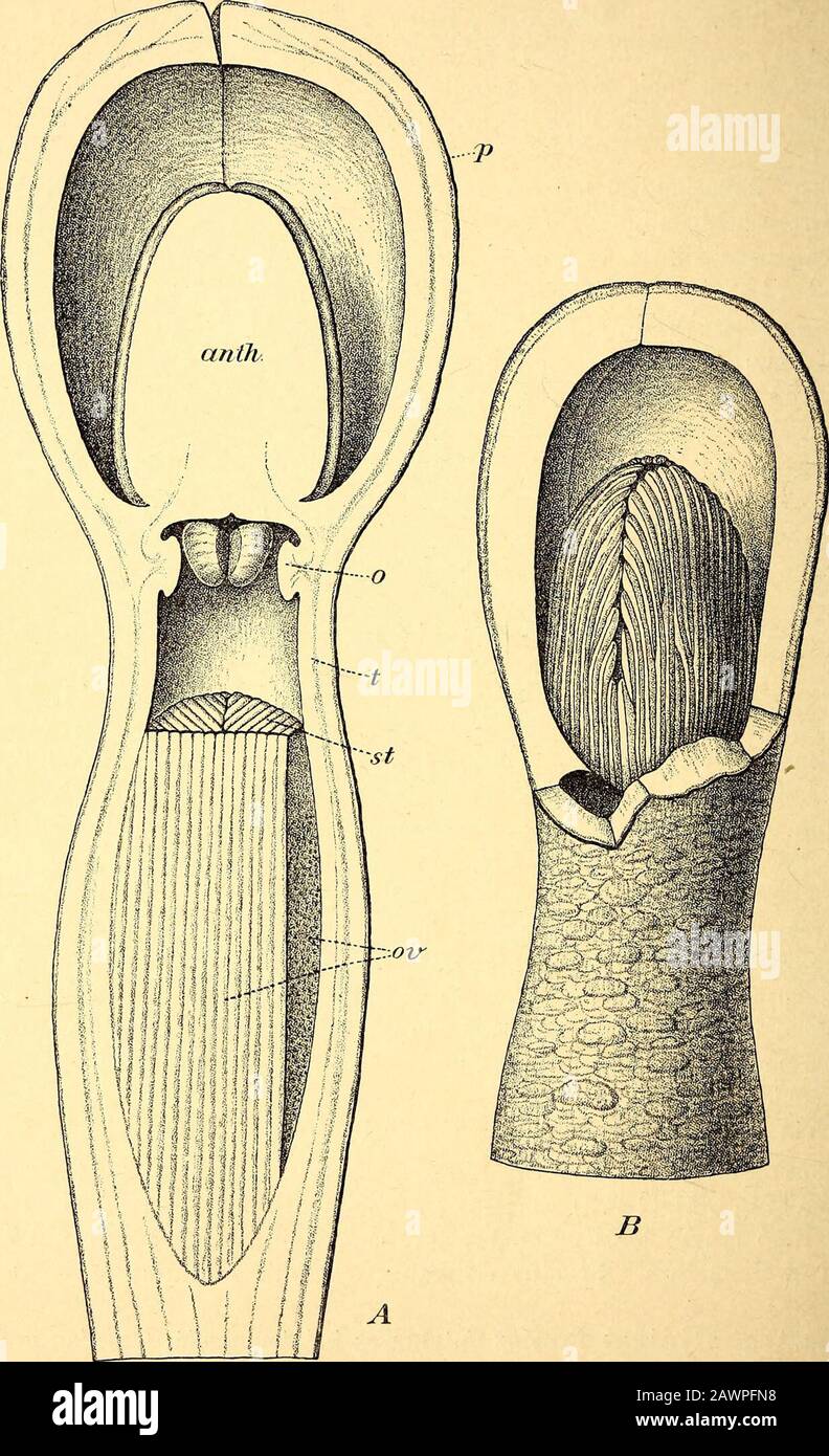 Das Pflanzenreich : regni vegetabilis conspectus . pice50 lat.). Nördliches Argentinien: Provinz Catamarca bei Andalgala, Capellan und Chumbiche(Burmeister, Schickendantz, Hieronymus). 2. Pr. Bonacinai Spegazzini in Gomm. del mus. nac. de Buenos-Ayres (1898) 19—22. — Flores Ulis speciei praecedentis minores graciliores, tubo gracili elongato (40—80mm)angusto (5—8 mm) lobos aequante vel superante instrueti; germen avellanae magnitudine utet fructus pro more parvulus (ca. 25 mm) globosum. *] Nomen derivatur a Pro.sopis fgenus Leguminosarum) et (ty%to (cf. boopciy/rj). 8 H. Graf zu Solms-Laubacb. Stock Photo