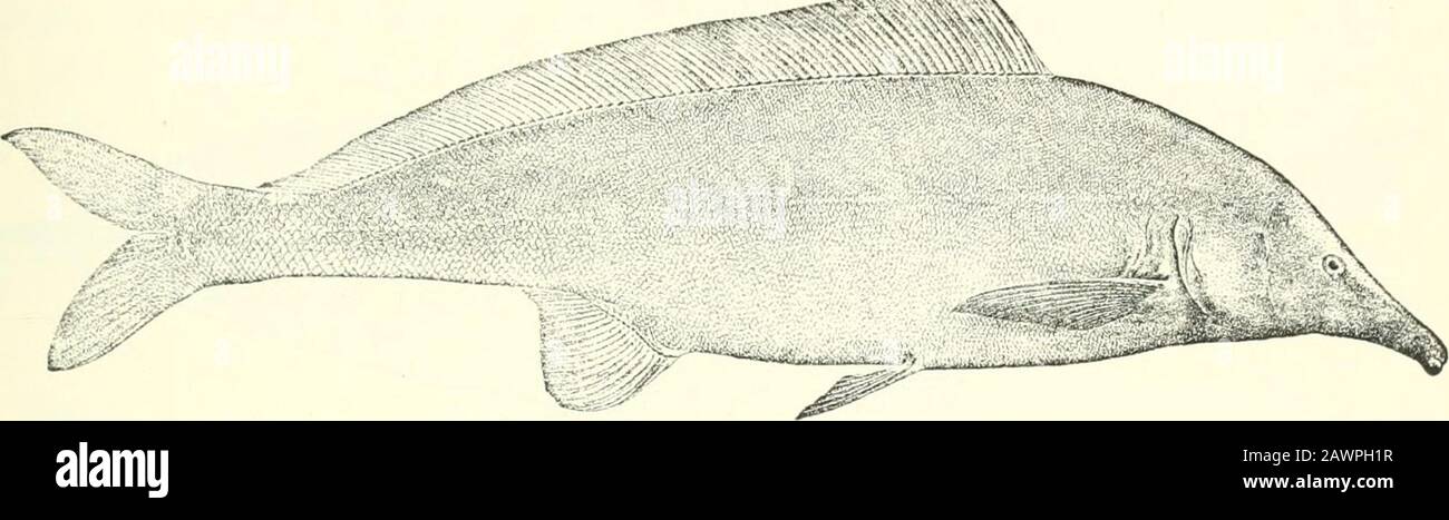 Catalogue of the fresh-water fishes of Africa in the British museum (Natural history) .. . j^^?^^^?l. 1-3, 4. (Typos ofjM. loiu/ipinnis.) 5-6. Hgr. & yg. 7-0. Hgr. & yg.10, 11. Ad. & hgr.12. Ad. 13-14. Ad. & hgr.15. Skel.1&lt;). Ad.17. Hgr.18-21. Yg.22-23. Ad.24. Hgr.25-28. Hgr.29. Ad. Mormyrus cascldve,Khartum (F. N.). . Lower Nile. Dr. Riippell (C. Nile at Cairo. Nile near Cairo. Beni Sonef, Lower Nile. Between Beni Soiief and Biba. Capt. S. Flower (P.).L. Loat, Esq. (C). Biha, Lower Nile. Lahun, Bahr-el-Y^usef. Near Luxor. Khartum. Nur-ed-Daim, White Nile. Fashoda, White Nile. Mouth of La Stock Photo