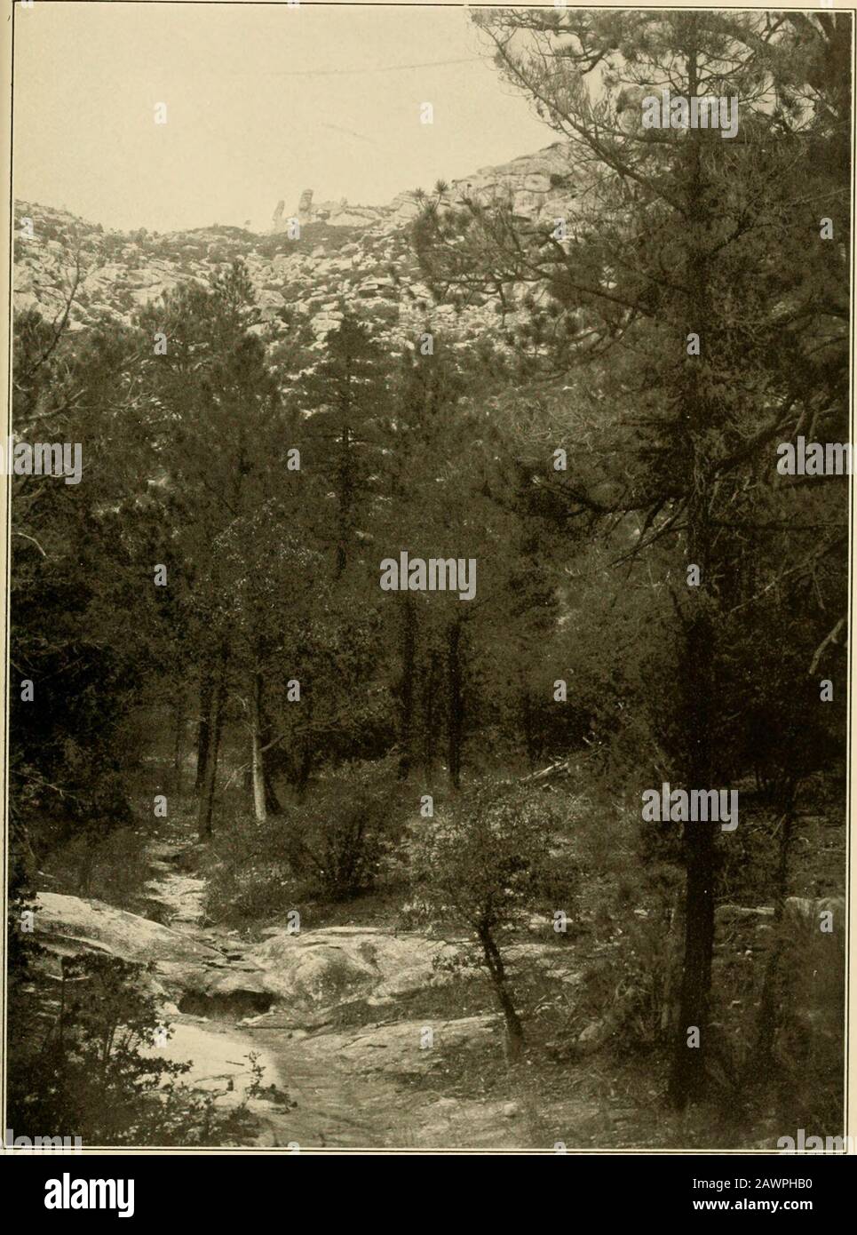 The vegetation of a desert mountain range as conditioned by climatic factors . B. Strcamway in Bear Canon at 6,000 feet, with Pinus arizonica, Juglans rupestris, and Vitis arizonica. SHREVE Plate 21. Open stand of Finns a onica, Finus chihuahuana, and Juniperus pacftyphlwa near floor of Bear Canon at G,100feet. In background are rocky slopes of north wall of Bear Canon. SHREVE Plate 22 Stock Photo