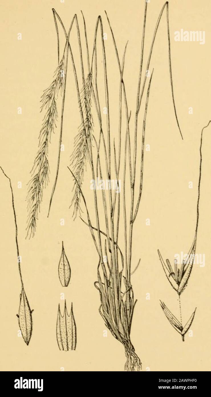 A text-book of grasses with especial reference to the economic species of the United States . AGROSTIDE£ 201. Fig. 37. Muhlenbergia gracilis. Plant, X i--: spikelet, the floret raisedfrom the glumes, glumes and floret, X5. ^U. 2J. Dept. .gr., Div. Bot.,BuU. 26.) 202 A TEXT-BOOK OF GRASSES Epicampes (E. rigens Benth.) is of some economic im-portance in Mexico, whence it is exported, the strongfibrous roots being used to make coarse brushes. 232. Phleum L.—Timothy. A smallgenus of cold regions, recognized by thedensely cylindrical spike-like panicles, and1-flowered much-compressed spikelets. On Stock Photo