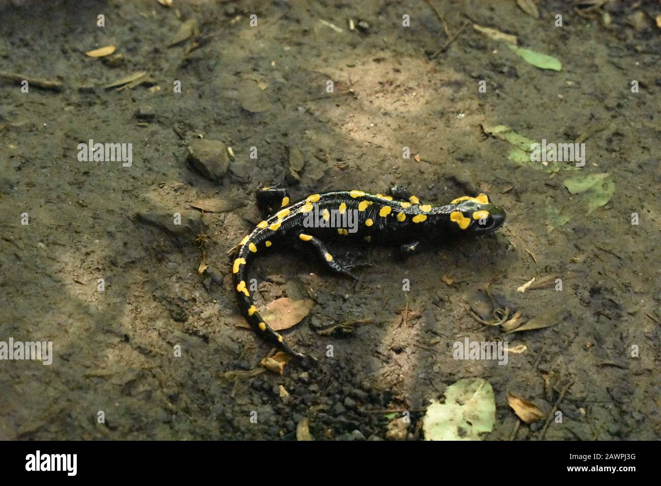Endangered salamander in a National park northern Israel Stock Photo