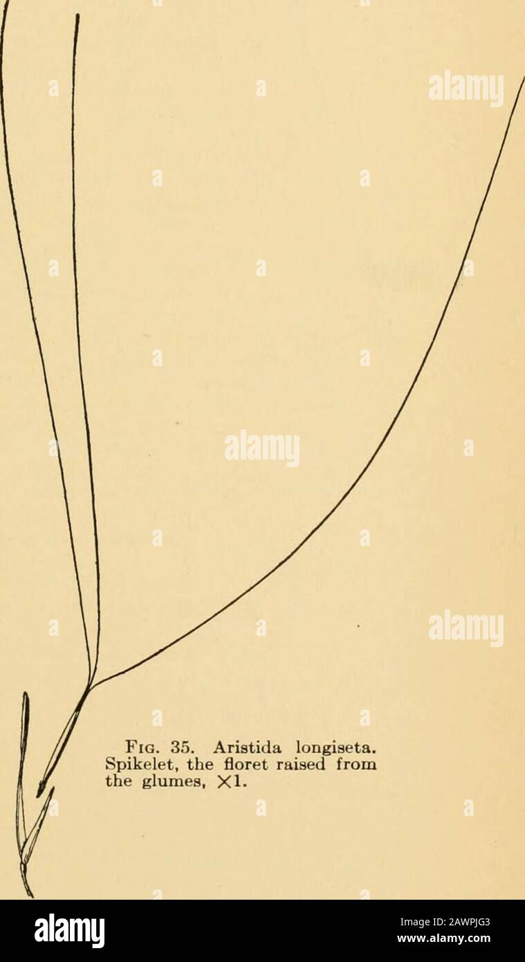 A text-book of grasses with especial reference to the economic species of the United States . the upper sheath;sparingly introduced from the Old World Heleochloa. n. Panicles elongated; tall per-ennials of Arizona andsouthward Epicampes. AGROSTIDEJE 199 229. Aristida L.—Needle-grass. A large genus, mostlytufted perennials of the warmer parts of the world,especially abundant in America. They are easily dis-tinguished by the narrow terete lemma bearing a pointedhairy callus below and a trifid awn above. The 2 lateralawns are sometimes shorter than the others or may beabsent altogether {A.scabra Stock Photo