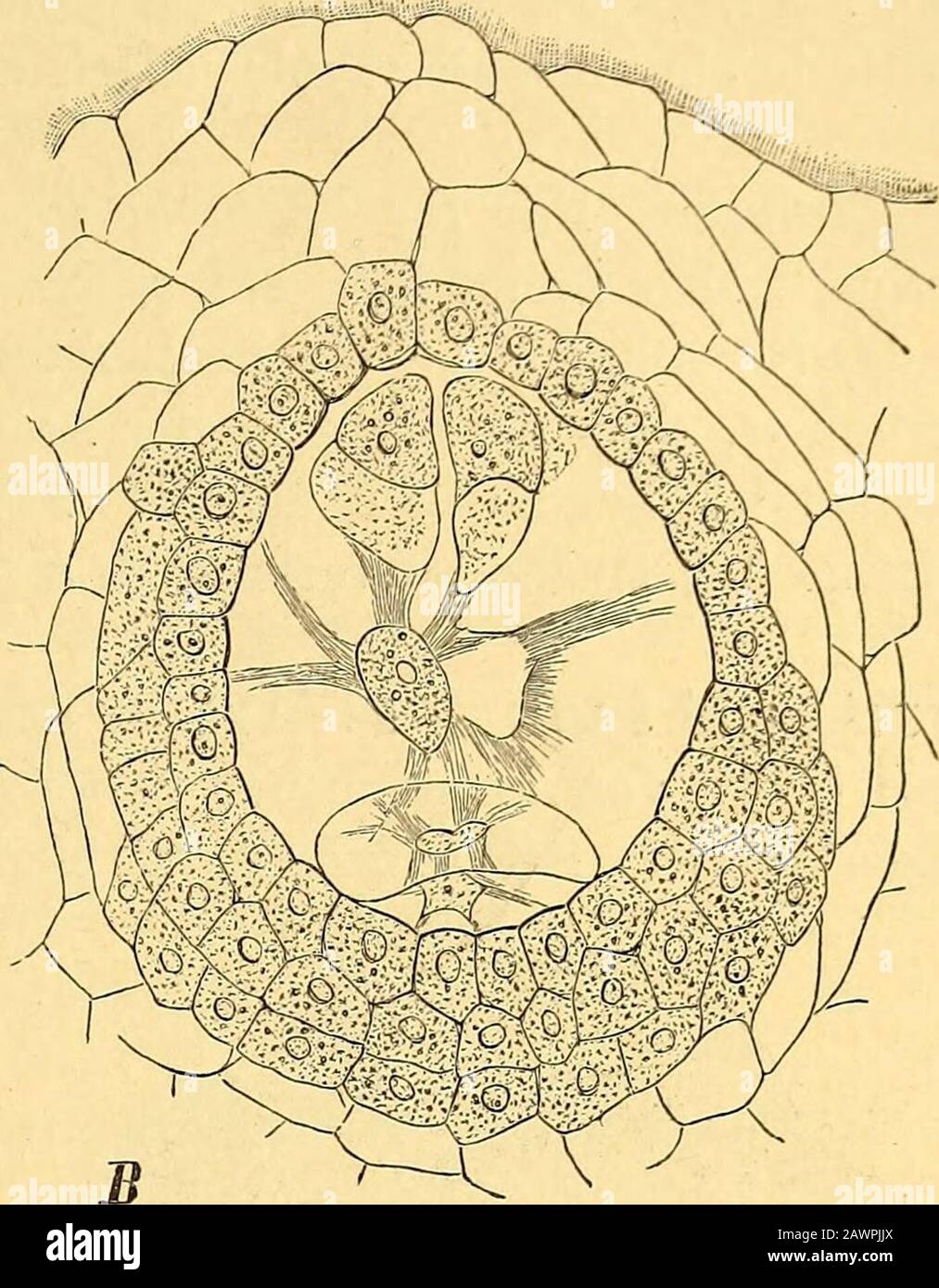 Das Pflanzenreich : regni vegetabilis conspectus . Fig. 2. Prosopanehe Burmeisteri De Baryvon PlacentarplattenSamenknospe A Querschnitt dos Ovariums mit den 3 GruppenB Embryosack der mit dem umwallenden Placentargewebe verwachsenen [A u. B nach De Bary; C nach Solms). G Reifer Same im Längsschnitt Beschaffenheit hat. An der Wand des Tubus perigonii steht ein gleichzähliger Wirtel super-ponierter Stamina, die seitlich mit einander verbunden entweder einen zusammenhängendenvor den Perigonmedianen anschwellenden Wulst, oder bei Prosopanehe einen kolbenförmigendas Stigma überdachenden Körper bilde Stock Photo
