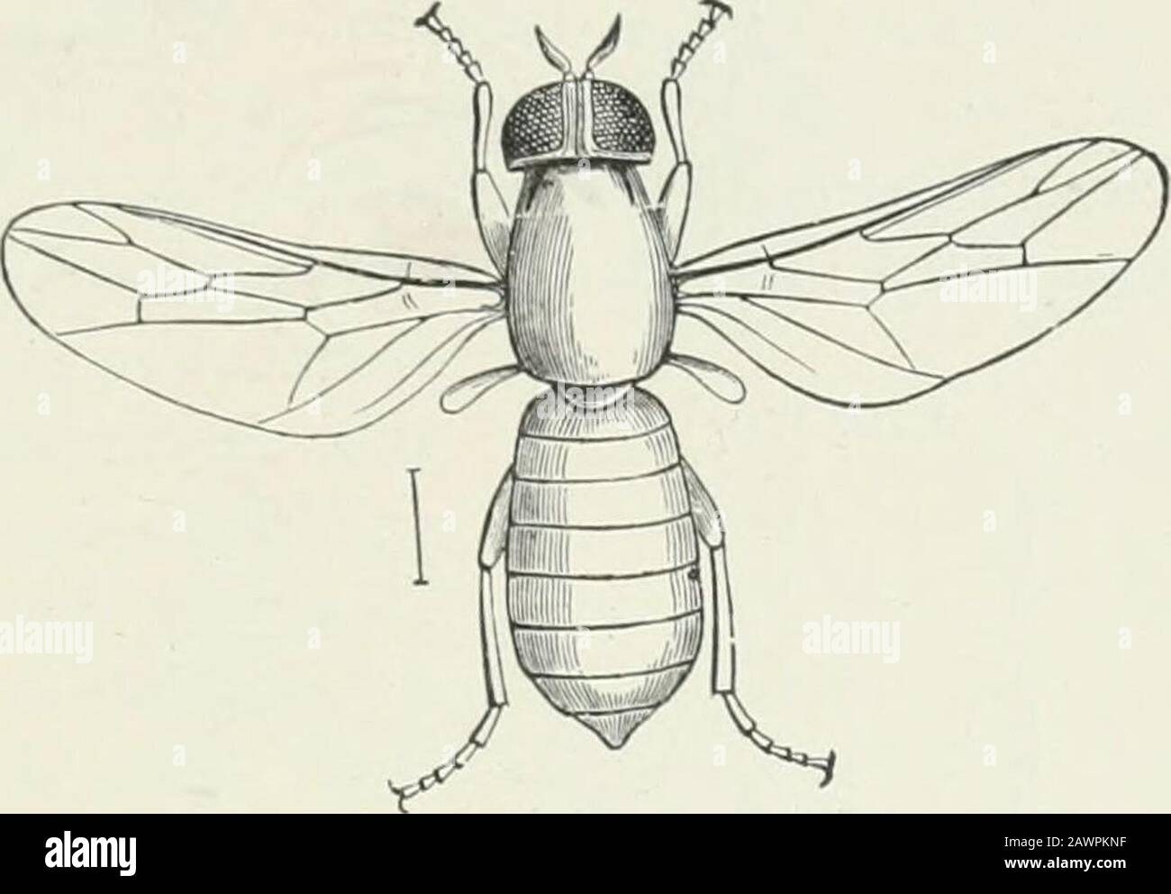 Economic entomology for the farmer and fruit-grower : and for use as a text-book in agricultural schools and colleges . Bee-flies.-Fig. 394, Anthrax hypomelas: a, larva; b, the flv pupa projecting from acut-worm pupa; c pupa; ./. a.lult. Fig. 395, larva, with delails, of Systcrchus areas,parasitic m grasshopper egg-pods. Fig. 396, pupa and adult of Systa-chu, areas. THE INSECT WORLD. 347. Scenopinus fcnestralis. of fact it is predaceous in liabit, and feeds upon the speciesreally infesting carpets and similar material. Thus, moths,the larvae of the carpet-beetle, fish-moths, and numerousother Stock Photo