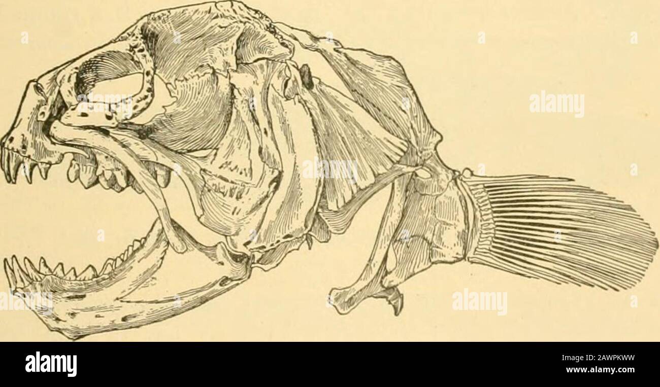 Fishes Ss Fig 634 Wolf Fish Anarhiclias Lupus L Georges Bank The Species Are Large Powerful Voracious Fishes Known Aswolf Fishes Anarhichas Lupus Is The Common Wolf Fish Of Thenorth Atlantic Reaching A Length Of It can be obtained through fishing in greenshade. https www alamy com fishes ss fig 634wolf fish anarhiclias lupus l georges bank the species are large powerful voracious fishes known aswolf fishes anarhichas lupus is the common wolf fish of thenorth atlantic reaching a length of four to six feet the body fig 635 skull of anarrhichihys ocellatus ayres marked by dark cross bands other similar species are foundboth in the north pacific and north atlantic anarhichaslepturus plain brown in color is common about the aleutianislands 728 the blennies blenniidaj in the wolf eel anarrhichthys ocellatus of the coast of cali fornia t image342861957 html