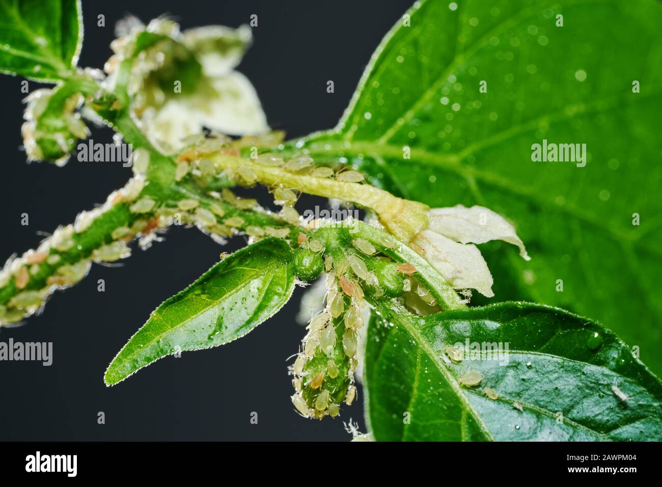 Insect pests, aphid, on the shoots and fruits of plants, Spider mite on flowers. Pepper attacked by malicious insects Stock Photo