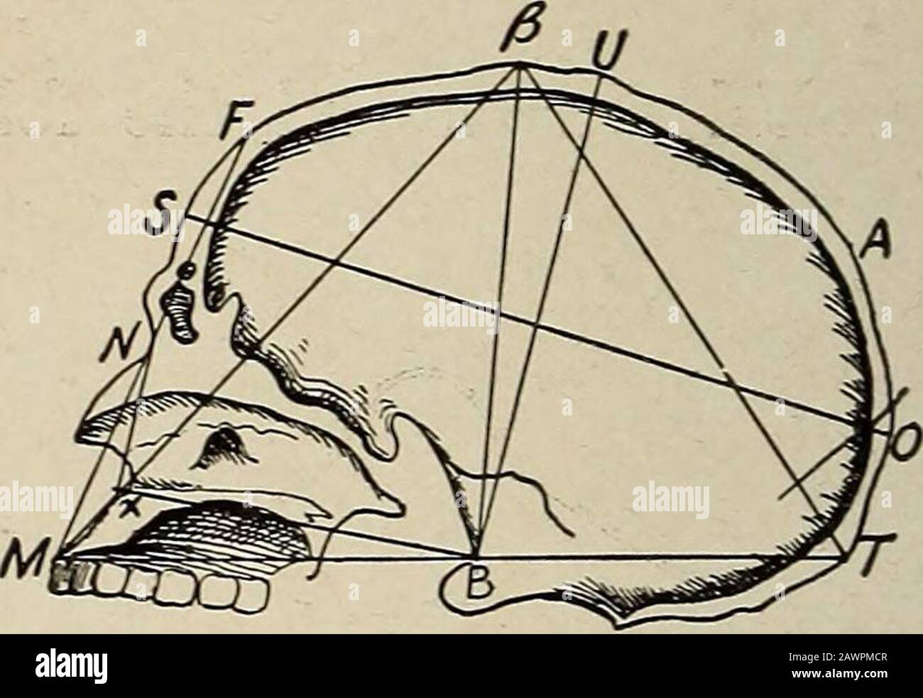 Nervous and mental diseases . 3tNAUR/C(/LAR-D/AM. ff/Fig. 276.. Fig. 277. ment of the distance between the basion and vertex of the skull (Bto /?, or U). A line from the external occipital protuberance to thelowest median point of the superior maxilla, just above the incisors (Tto M), passes almost directly through the basion. Hence, in cephal-ometry, by taking this diameter and the radii from each extremity tothe bregma, we have a triangle (31, ft, T) whose height (B, /5) is easilyascertained. The height averages 13.3 cm. in men, 12.3 in women,and the physiological variation is from 11.5 to 1 Stock Photo