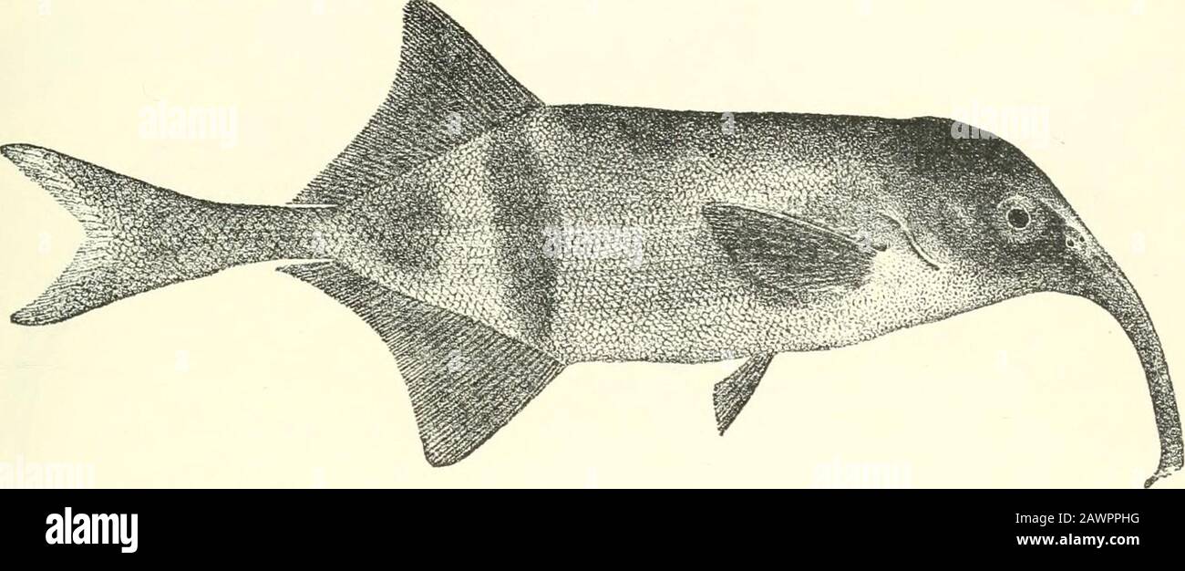 Catalogue of the fresh-water fishes of Africa in the British museum (Natural history) .. . Total length 380 millim. Congo.—Types in Congo Museum, Tervueren. 1-2. Ad. & ligr., two o£ Upoto, Upper Congo. the types.3. Yg.4-5. Yg. 6. Hgr. 7. Yg. Banzyville, Ubanglii.Stanley Pool.Bonia, Lower Congo.Lower Con20. Capt. Wilverth (C). Capt. Royanx (C).M. De Meuse (C).M. P. Delliez (C).Rev. J. Pinnock (C^). 29. GNATHONEMUS IBIS.Bouleng. Ann. Mus. Congo, Zool. ii. p. 25, pi. vii. fig. 4 (1002). Depth of body 4J to 4f times in total length, length of head 3,^ to 3Jtimes. Snout produced into a long, strong Stock Photo