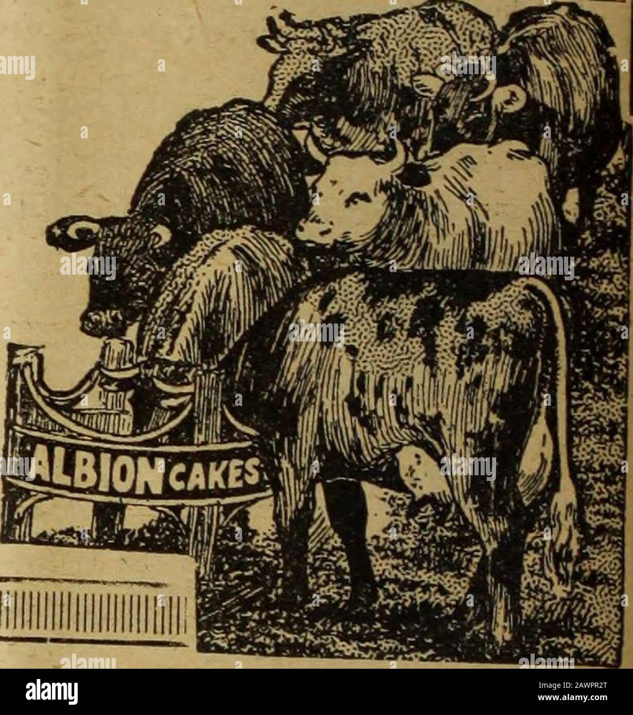 Farmer and stockbreeder . & MEALS Now being Manufacturedin its Celebrated —- PRE-WARQUALITY MEaVTs/s ° ALBION CALF J^ ^^^^ tl order), carriage paid to your nearest Railway Station. Apply to nearest Agent, or to the Scls Manuractarers- SIMMONDS, HUNT & MONTGOMERY, Ltd.,LIVERPOOL. jFirm founded 1827.)(Agents wanted where not represented.). PALMERS PURE FISH MEAL «24 per ton, £12 2s. 6d. per i ton, «6 2s. ed. per i ton free on rail H,.ii FISH GRAINS, lOs. per ton more FISH MEAL, 30S. per cwt.. carriage paid England and Wales, and to ports. From Thomas Sharp, Esq., Nevill Holt. I can truthfully sa Stock Photo