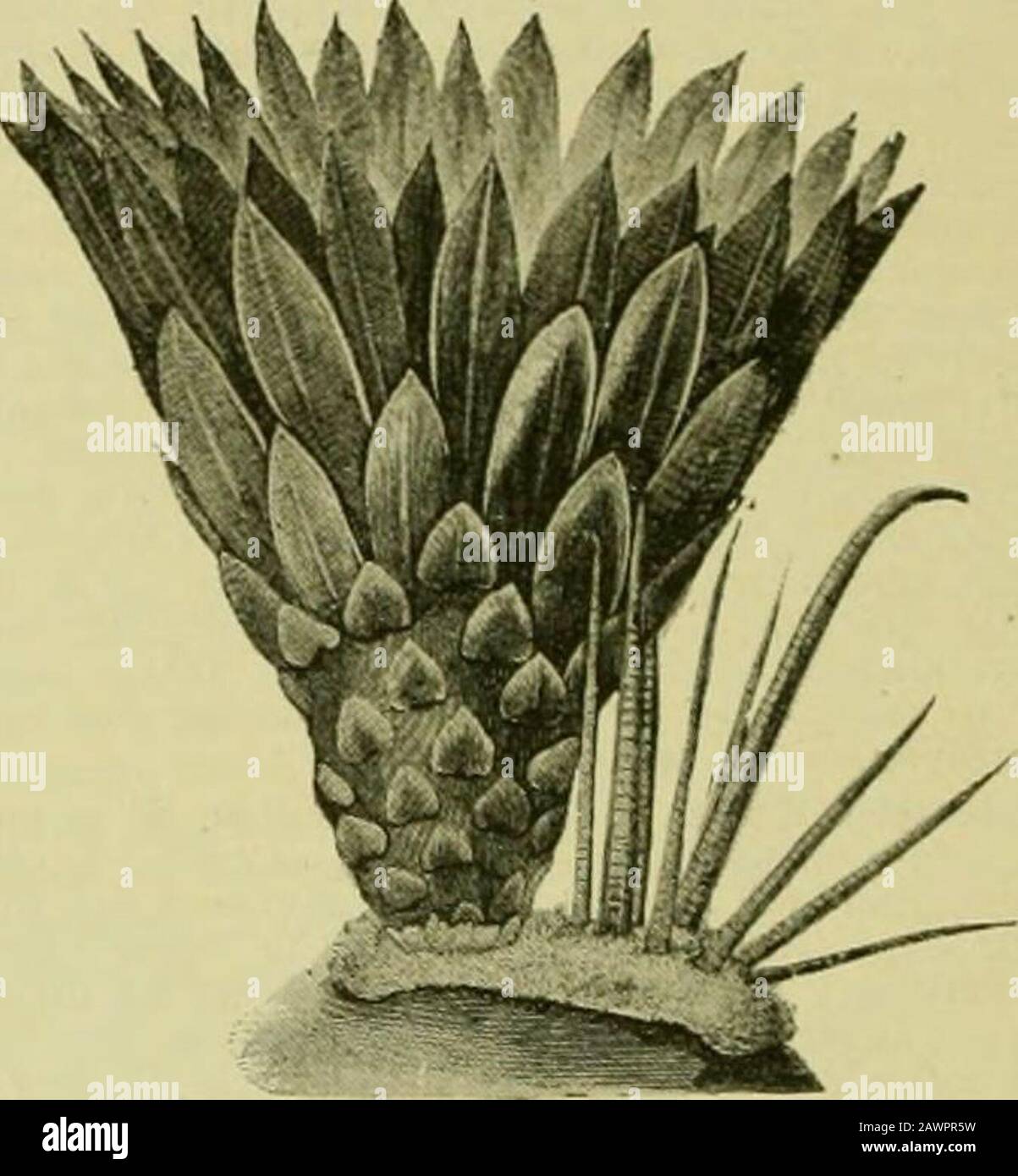 The century supplement to the dictionary of gardening, a practical and scientific encyclopaedia of horticulture for gardeners and botanists . m. Colonido, 1877. E. Digueti (Diguets). Jl. yellow ; petals long, lanceolate ; sepalsred or brown, very short. Stem narrowly ribbed, compressed,concave at apex ; spines in groups of six or seven, lin. to ii,long, needle-like. h. 9ft. to 12ft. Lower ( alif&lt;irnia. A giantspeeies. E. durangensis (Durango). fl. of a brownish-red. Stem ovate-cylindrical, 3in. to lOin. high, having about a score of con-tinuous ribs, bearing tnfts of stout, yellowisli an Stock Photo