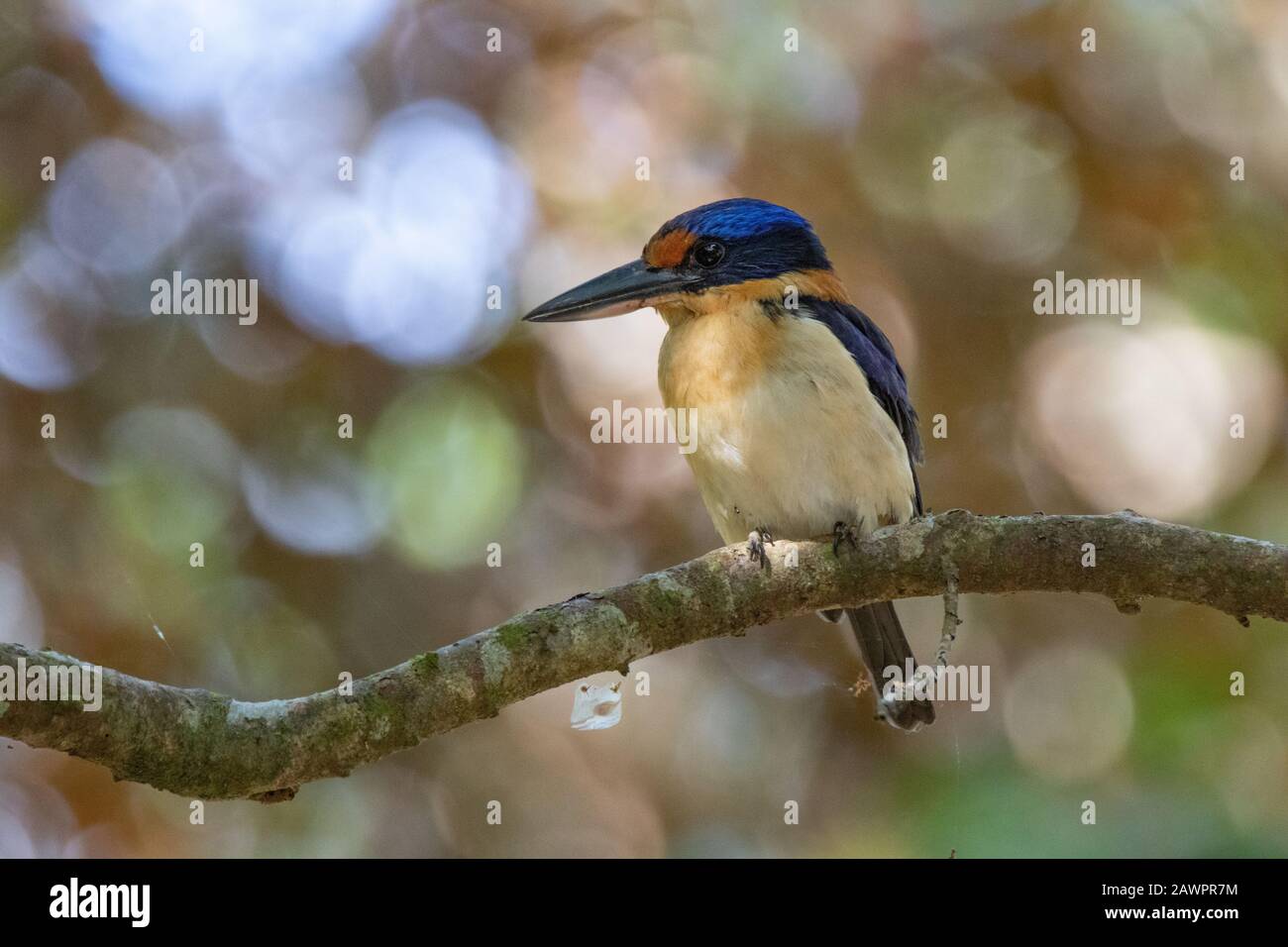 An adult female Rufous-Lored Kingfisher,Todiramphus winchelli,perched in a protected area,Bohol,Philippines Stock Photo