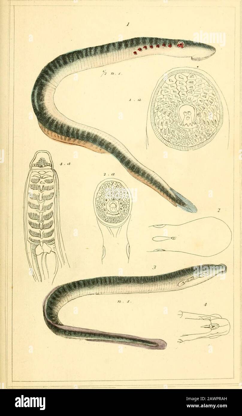 The Animal Kingdom Arranged According To Its Organization Serving As A Foundation For The Natural History Of Animals And An Introduction To Comparative Anatomy 1 Rliiii Lt Ili I J 1 I 7 1i I I I Lt Ij I Hi Nni Iiie L M M Trjia L Ts N
