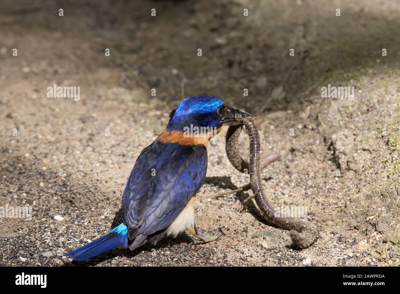 An adult female Rufous-Lored Kingfisher,Todiramphus winchelli,catching a worm on the ground in a protected area,Bohol,Philippines Stock Photo