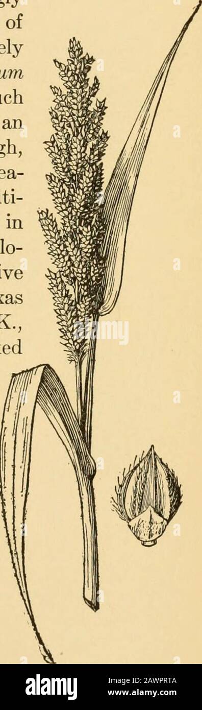 A text-book of grasses with especial reference to the economic species of the United States . (P. maximumJacq.) is an African grass, also muchgrown in the tropics for forage. It is anerect bunch-grass, as much as 8 feet high,with a large spreading panicle. Guinea-grass is too susceptible to frost for culti-vation in the United States except insouthern Florida. Texas millet, or Colo-rado-grass, is P. texanum Buckl., a nativeof the Colorado River valley in Texas(Par. 62). Panicum bulbosum H. B. K.,of the Southwest, produces well-markedcorms. 218. Echinochloa Beauv.—A smallgenus that is included Stock Photo