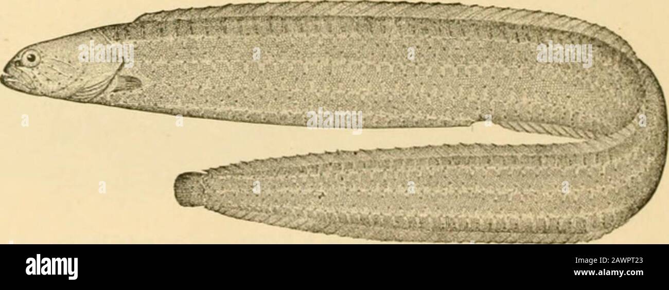 Fishes . Fig. 625.—Gunnel, Pholis gunnctlus (L.). Gloucester, Mass. is the common gunnel (gunwale), or butter-fish, of both shoresof the North Atlantic, with numerous allies in the North Pacific.Of these, Enedrias nebidosns, the ginpo, or silver-tail, is especiallycommon in Japan. Xiphidion and XipJiistes of the Californiacoast, and Dictyosoma of Japan, among others, are remarkablefor the great number of lateral lines, these extending crosswise. Flo. 626.—Xiph stes chirua Jordan & Gilbert. Amchii as well as lengthwise. Cebedichthys violaceiis, a large blenny ofCalifornia, has the posterior hal Stock Photo