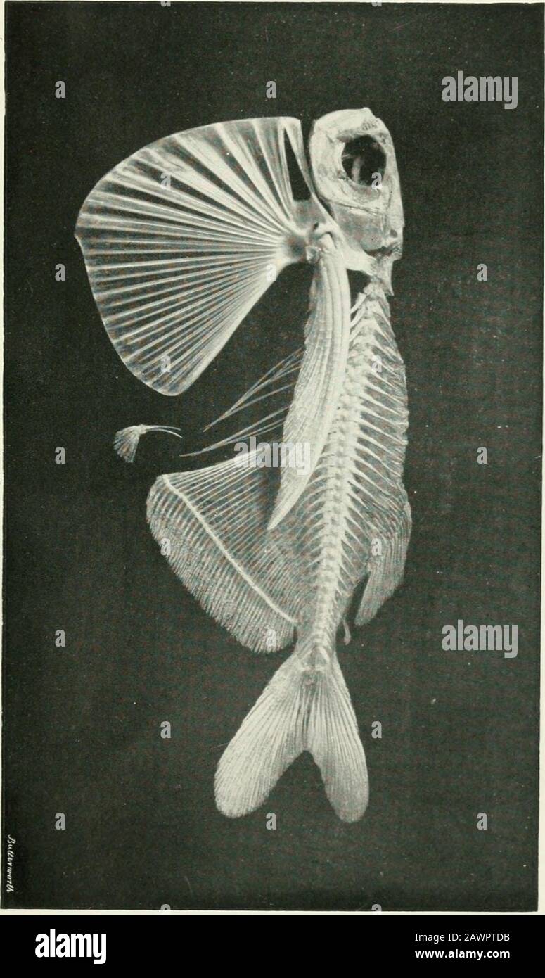 The annals and magazine of natural history : zoology, botany, and geology . Siphonaptera from Asiatic Russia. Ann. is Mag. Nat. Hist. S. §. Vol. XII. PL XVI. &gt; H O?omrmocin V) Hmrr&gt;HC 03. QH1 The Annals & magazine ofnatural history A6 ser.8v.12 *&lt;* Hioiogical& Medical Seriali PLEASE DO NOT REMOVECARDS OR SLIPS FROM THIS POCKET UNIVERSITY OF TORONTO LIBRARY Stock Photo