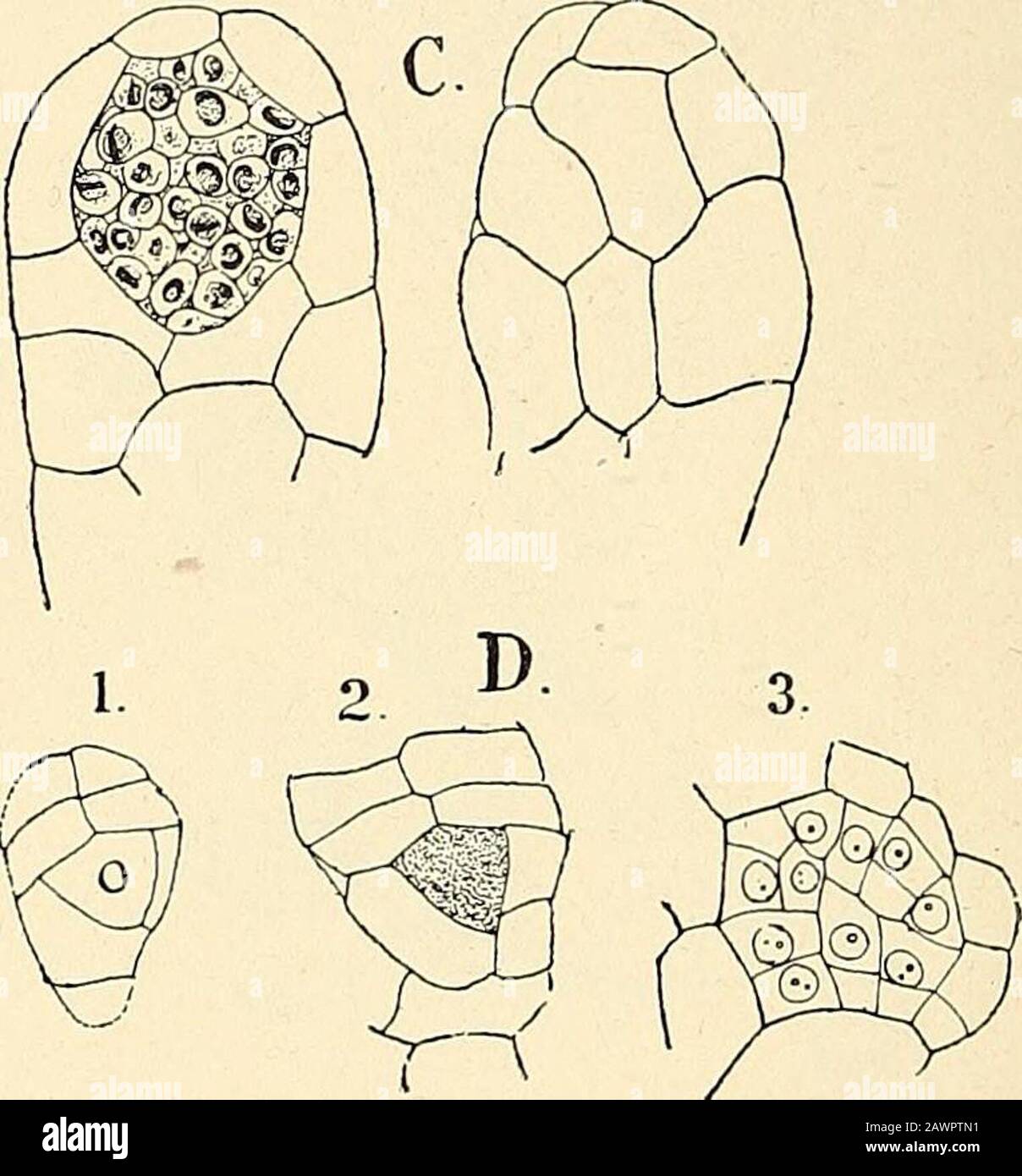 The structure & development of the mosses and ferns (Archegoniatae) . Fig. 221.—Development of the autheridium, X 190. A, Longitudinal section through the antheridia!meristem showing antheridia of different ages ; B, longitudinal section of young antheridium,X375 ; C, two sections of a terminal, single antheridium, nearly ripe, X190 ; D, threetransverse sections of young antheridium, X 190 ; 0, opercular cell. eusporangiate Ferns, the antheridium mother cell is dividedinto an inner and an outer cell, of which the inner one forms atonce the sperm cells. When the antheridium arises at the endof Stock Photo