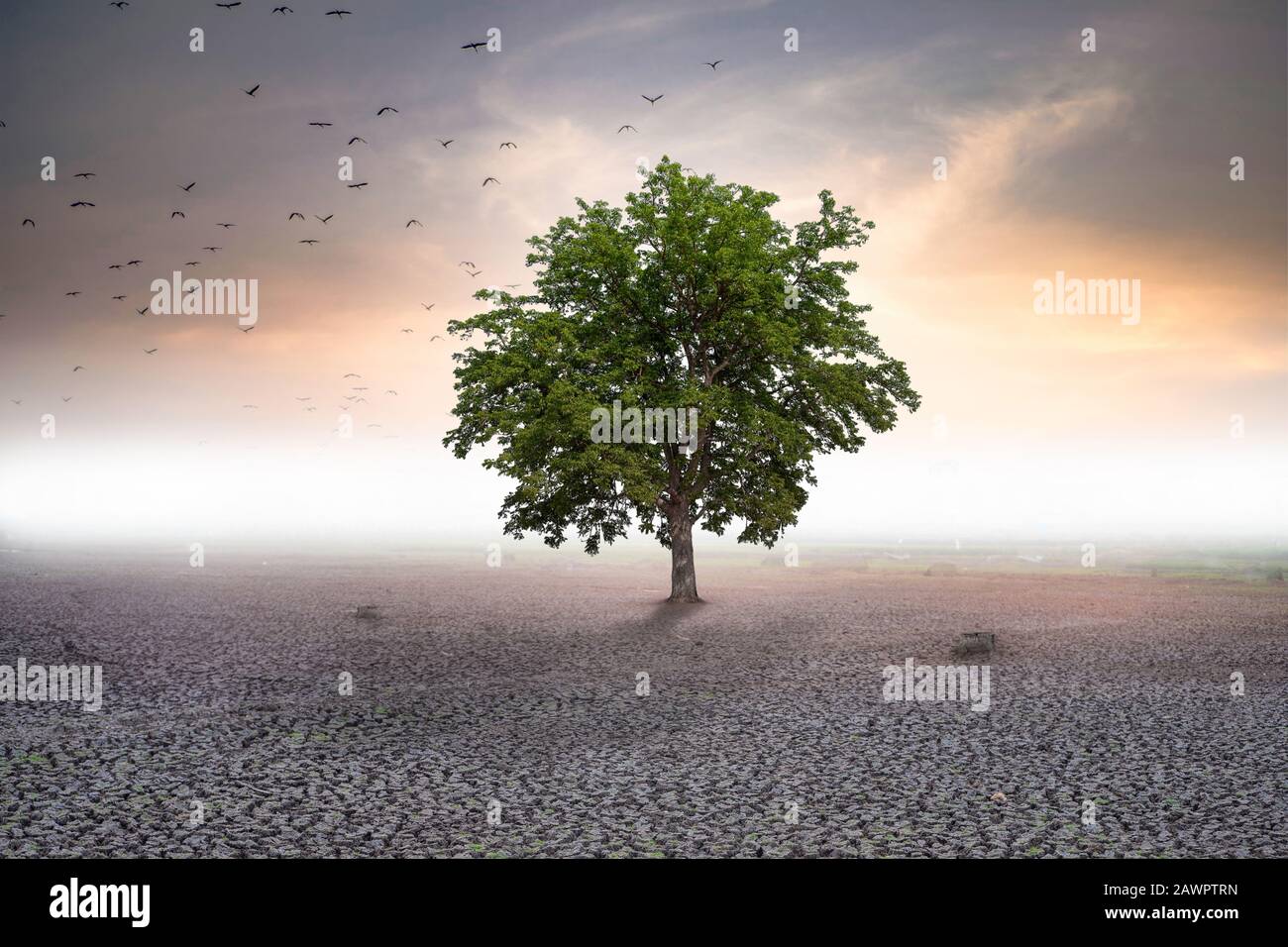 selective focus arid land and big tree stand alone on dry land, global warming concept Stock Photo