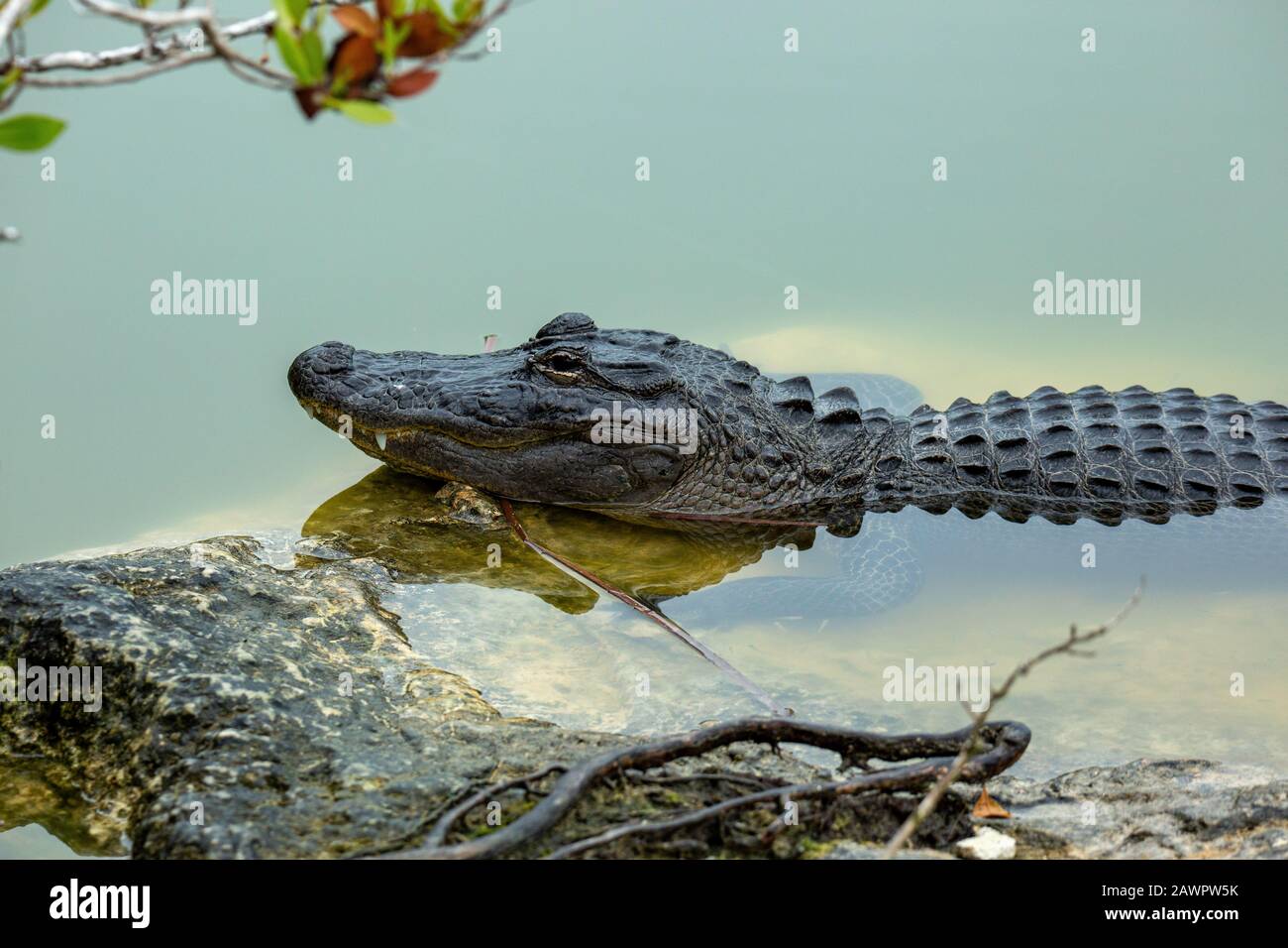 American alligator (Alligator mississippiensis) resting on rock at Blue