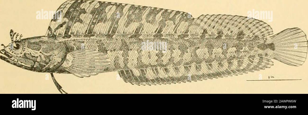Fishes . Fig. 621.—Scartichthyx enosimfr Jordan & Snyder, a fish of the rock-pools of thesacred island of Enoshinia, Japan. Family Bknniida:. Erpichthys atlanticus is found in abundance on both coastsof tropical America. Many species abound in Polynesia andin both Indies. Salarias enosimcc lives in the clefts of lava The Blennies: Blenniids 721 rocks on the shores of Japan. Ophioblennius (webbi) is remark-able for its strong teeth, Emblemaria {nivipes, Atlaniica) for itsvery high dorsal. Many other genera allied to Blennius, Clinus,and Salarias abound in the wann seas.. Fig. 633.—Zacalles bryo Stock Photo