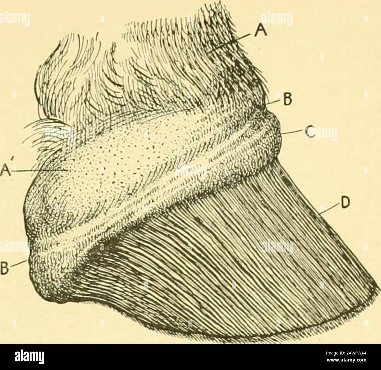 The Horse its treatment in health and disease, with a complete guide to breeding, training and