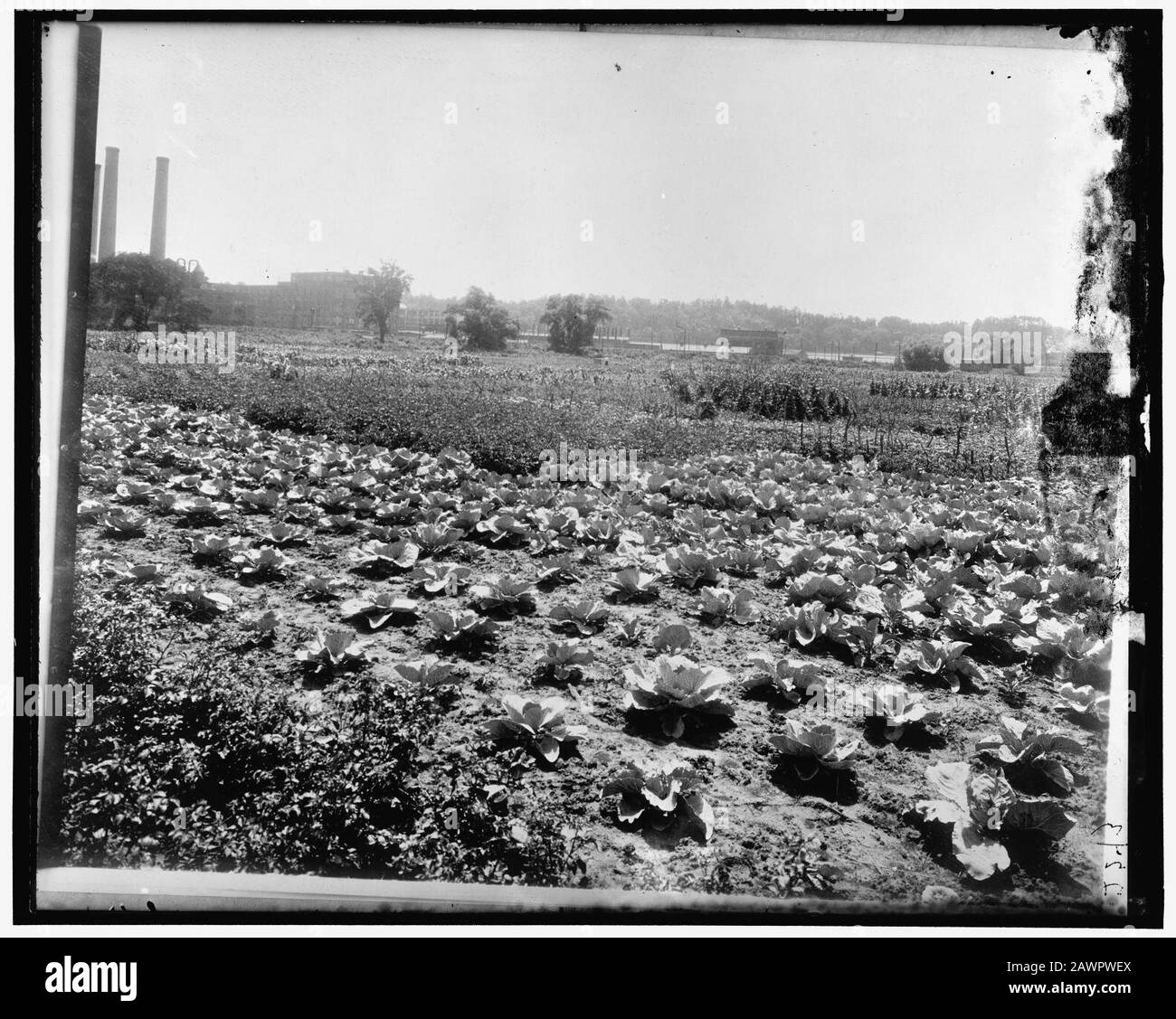 Food Garden Commission Stock Photo Alamy