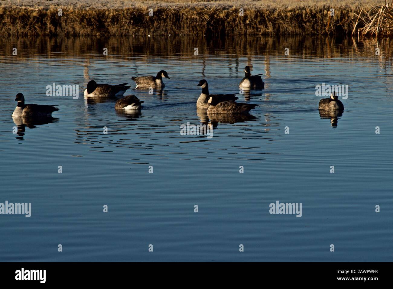 Wintering Canada geese near Canyon in the Texas Panhandle. Stock Photo