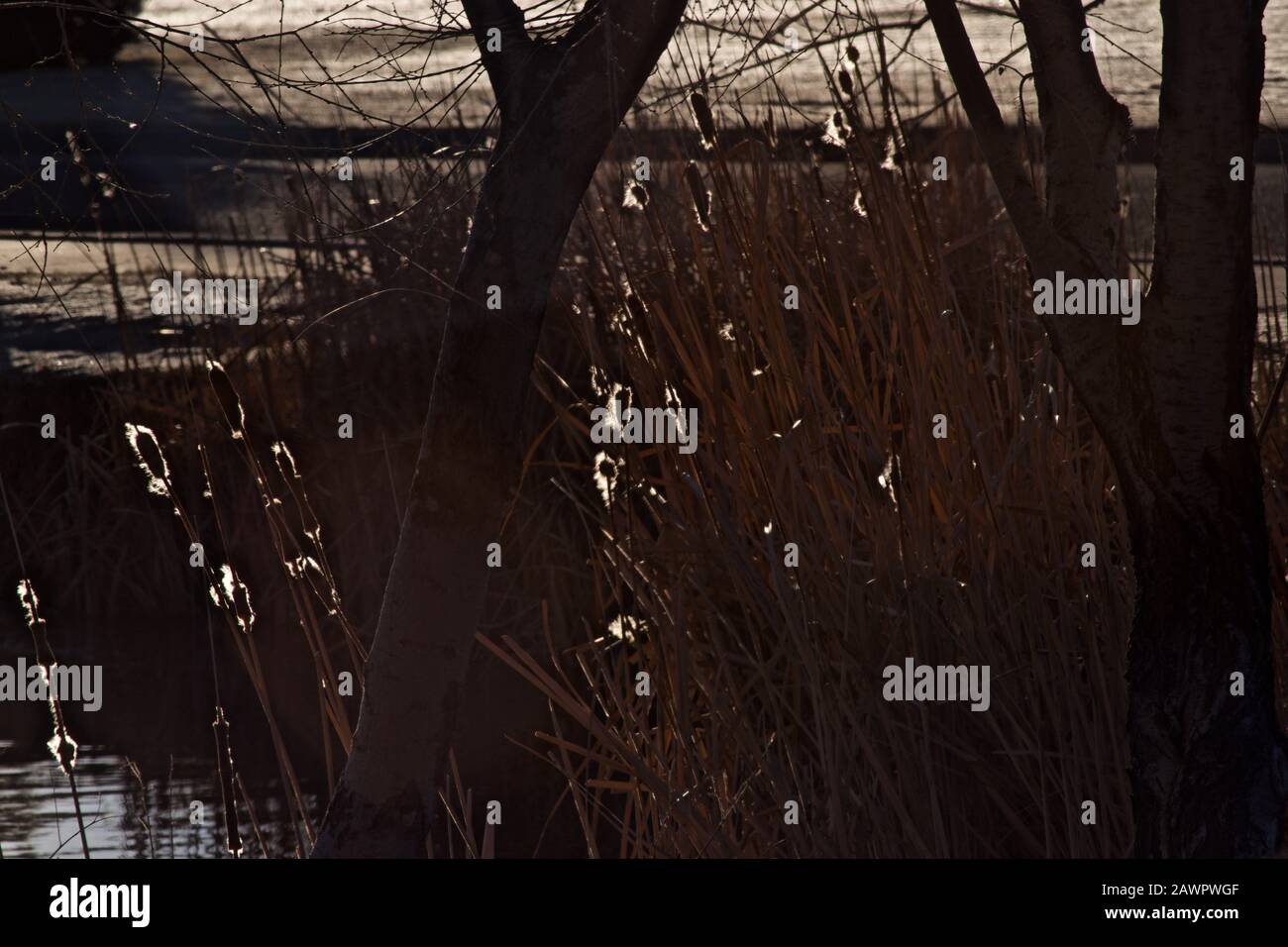 Morning Sunlight on Tree and Seed Bursting Cattail Pods, Canyon, Texas. Stock Photo