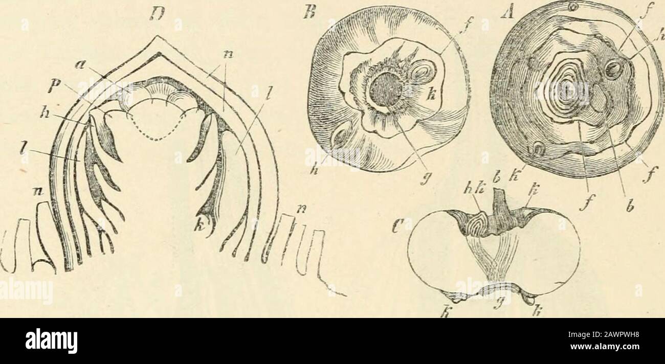 Text-book of botany, morphological and physiological . his arrangement either prevails over the whole shoot together with itssecondary shoots, or occurs only at first, and then passes into spiral arrangements,which very commonly lead to the formation of rosettes radiating on all sides, asin Aloe (see Fig. 144, p. 172), Agave, Palms, &c. The arrangement with the angleof divergence V3 is much rarer, but occurs in some species of Aloe, Carex, Pan-danus, &c. Spiral arrangements Vvith a smaller divergence than  ., also occur N n 54^ PHANEROGAMS. sometimes ; as e.g. in IMusa (in 31. rubra the angle Stock Photo