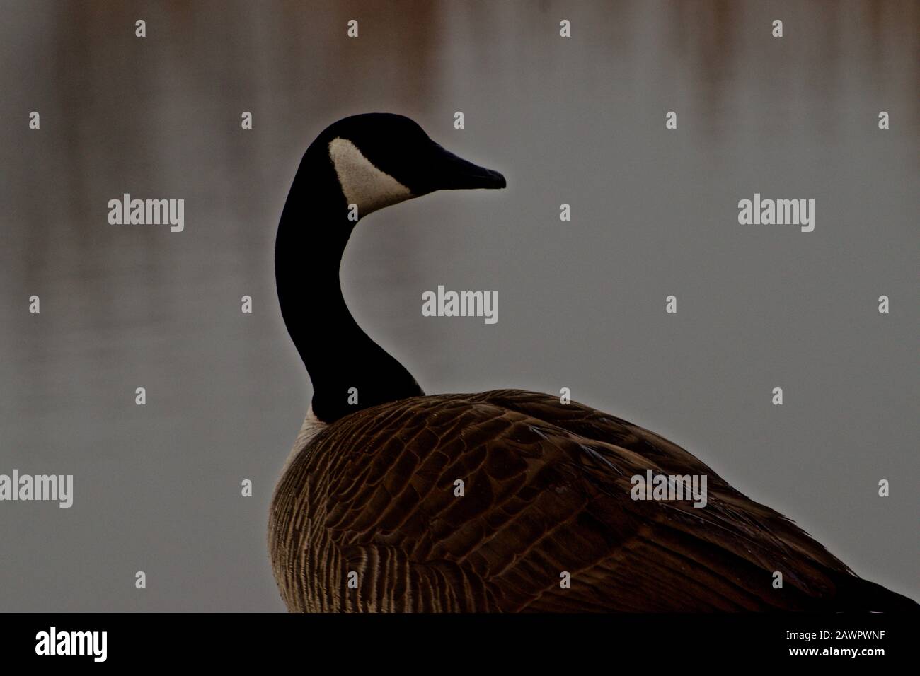 Wintering Canada geese near Canyon in the Texas Panhandle. Stock Photo