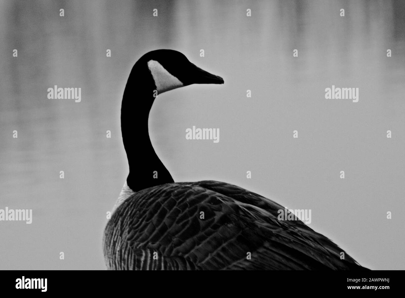 Wintering Canada geese near Canyon in the Texas Panhandle. Stock Photo