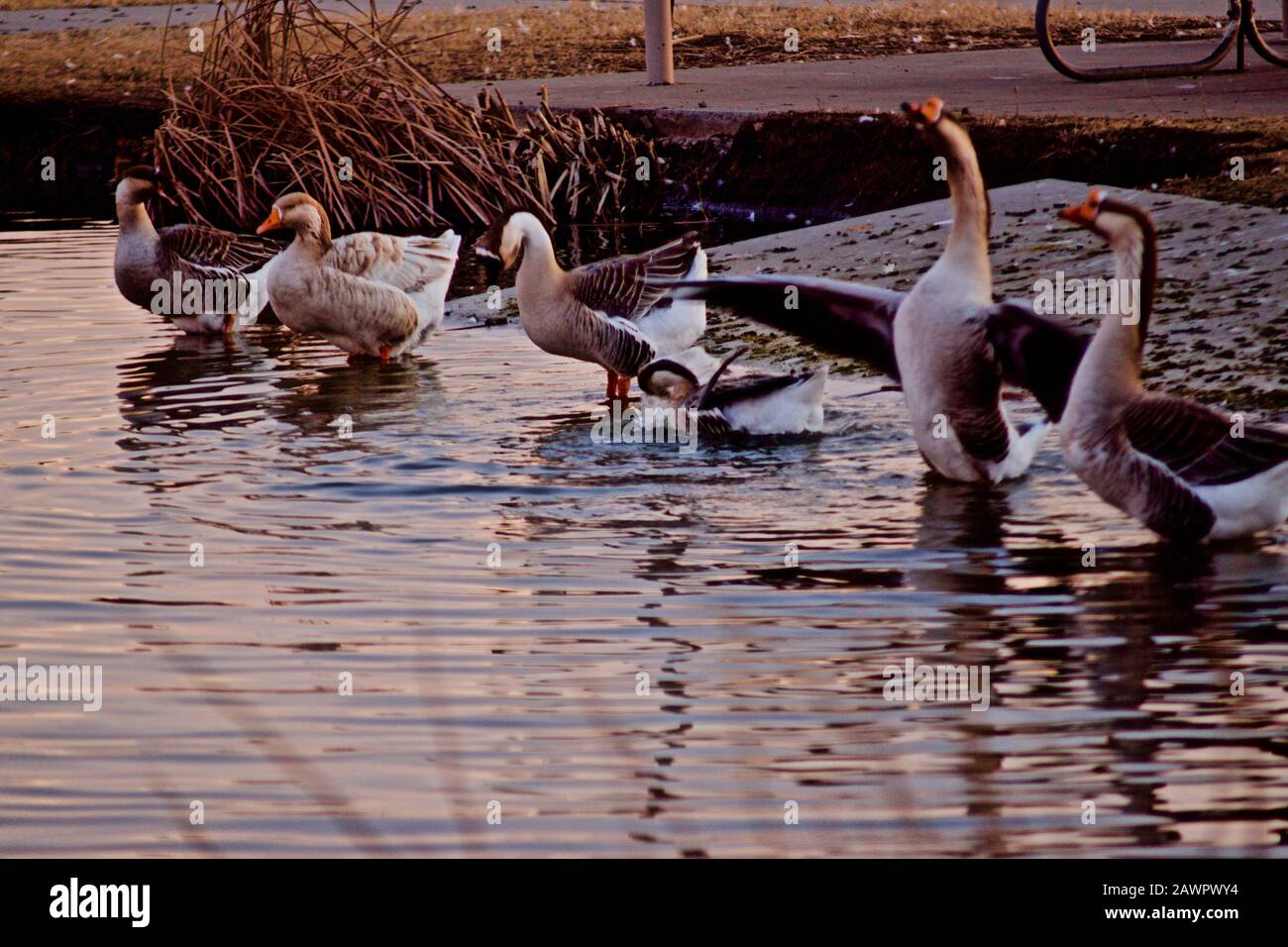 Tame Geese at their Early Morning Pond Visit. Stock Photo