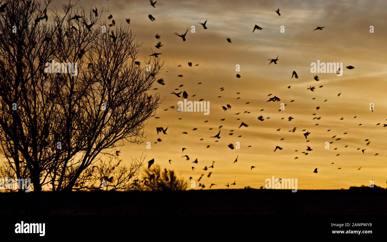 Red-winged Blackbirds leaving their Roost in Canyon, Texas at Sunrise. Stock Photo