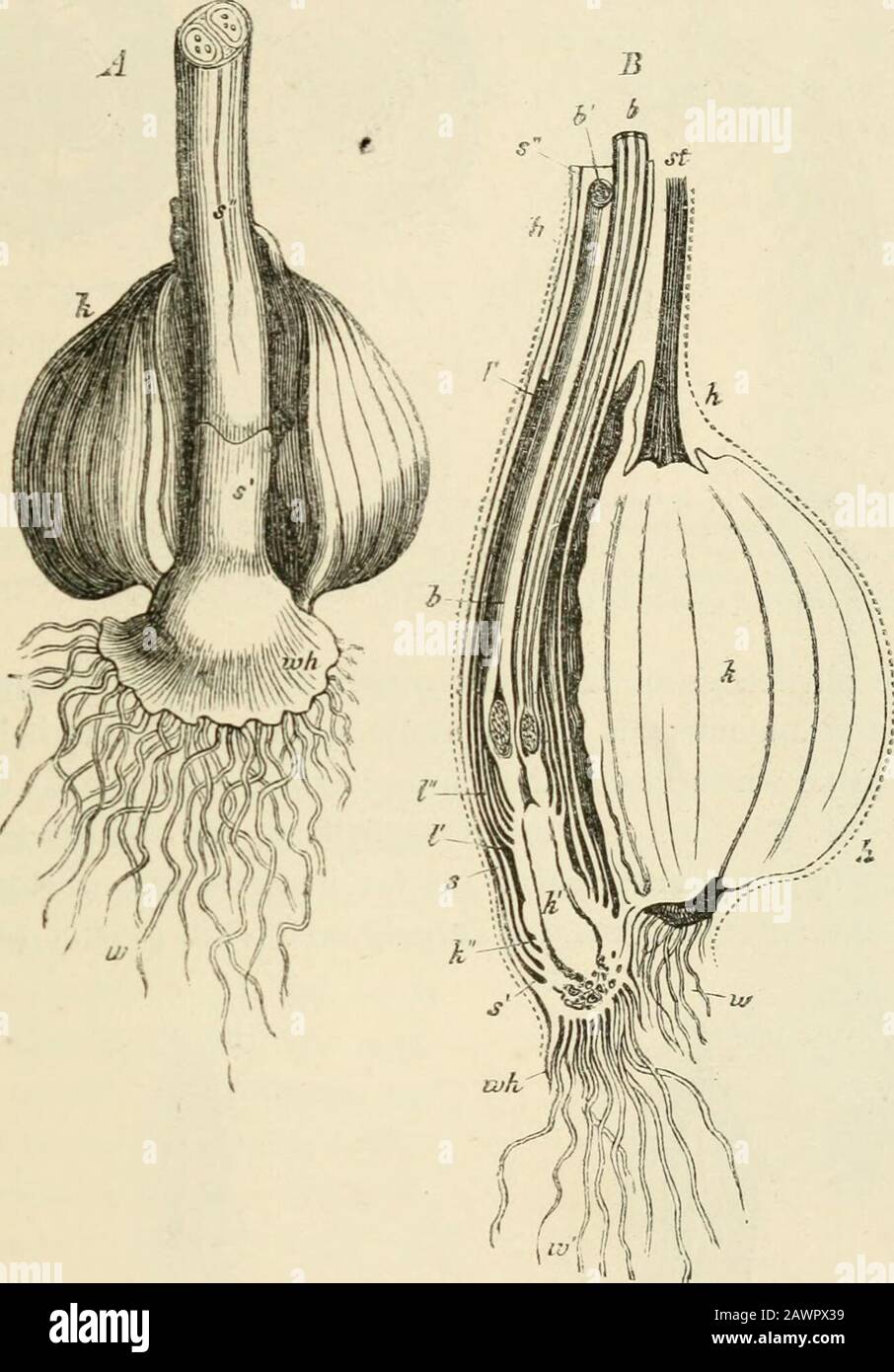 Text-book of botany, morphological and physiological . arsit were the bifurcations of a dichotomy. ^ Compare under Dicotyledons p. 554 ^ [On the buds developed on the leaves of Malaxis which exhibit a striking resemblance to theovules of Orchideae, see Dickie, Journ. Linn. Soc. vol. xiv, pp. i and 180. Dr. Dickie considers thestructure of these buds to favour the theory that the ovule is homologiDUS to a bud, the nucleus-likebody of the bud corresponding to an axis. See also Henslow on Malaxis, Mag. Nat. Hist, vol.1.1829, pp. 441. 442.—Ed.] MONOCOTYL EDONS. 5-15 Lilium hulbiferum are, on the o Stock Photo