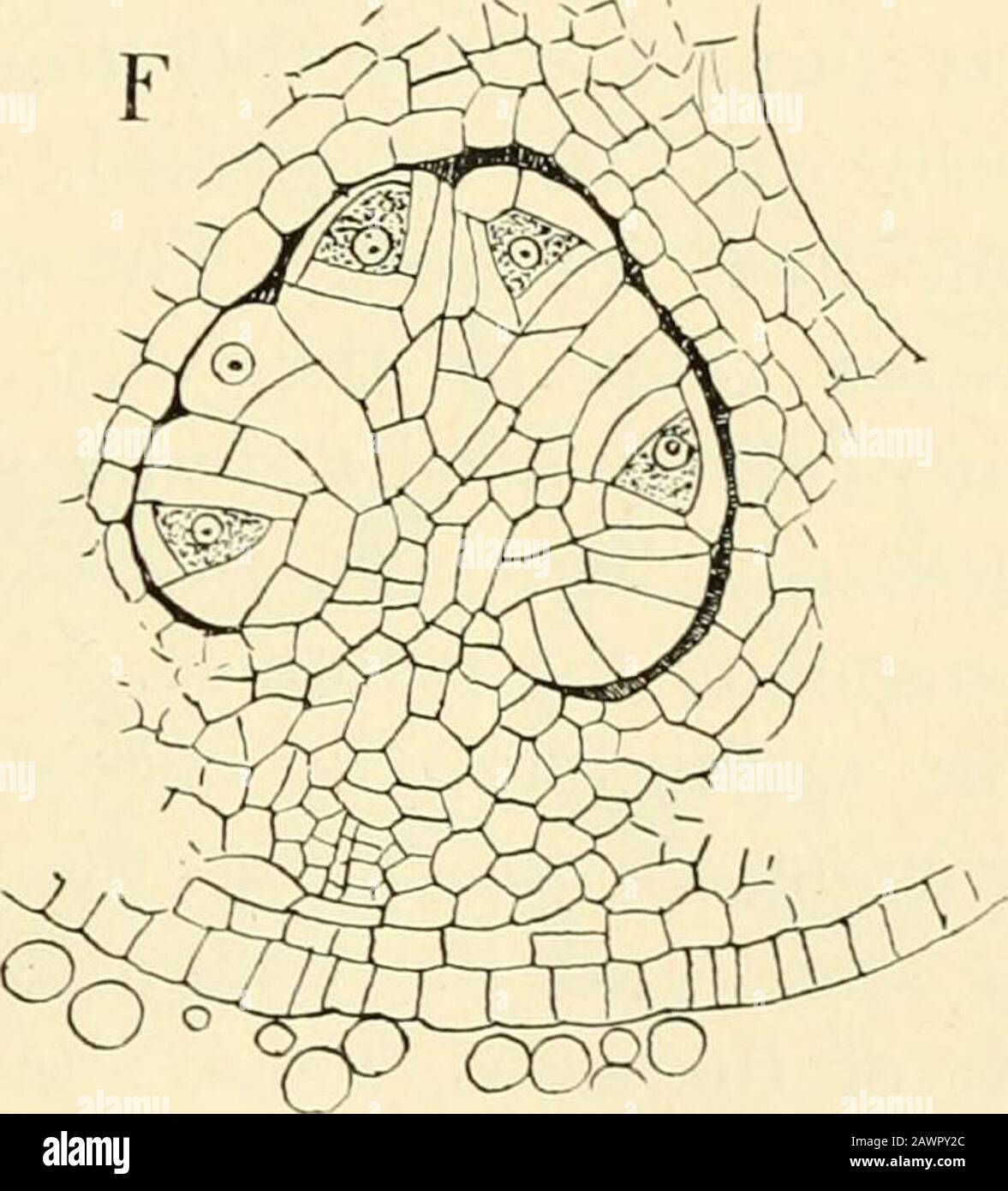 The structure & development of the mosses and ferns (Archegoniatae) . Fig. 216.—Pilularia Americana (A. Br.). Development of the sporocarp. A, Very youngsporophyll with sporocarp rudiment {sf), showing a distinct apical cell ; B-D, longitudinalsections of young stages, showing the formation of the sorus canals {sc), X130; i, theoriginal apex of the young sporocarp ; L, secondary lobes or leaflets; E, longitudinal section ofan older stage, X about 130; i-, s, young sori; F, transverse section of an older sorus, XiSo. lateral ones are formed. As in the sterile joart of the leaf growthis stronger Stock Photo