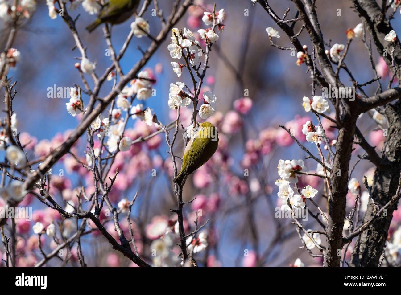 Warbling white-eye on plum tree, Ume Festival, Hanegi Park, Setagaya-Ku, Tokyo, Japan Stock Photo