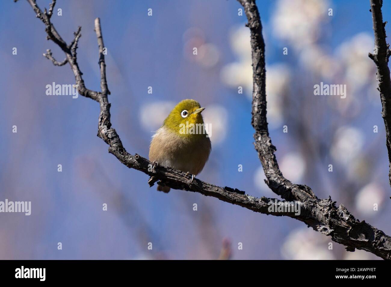 Warbling white-eye on plum tree, Ume Festival, Hanegi Park, Setagaya-Ku, Tokyo, Japan Stock Photo