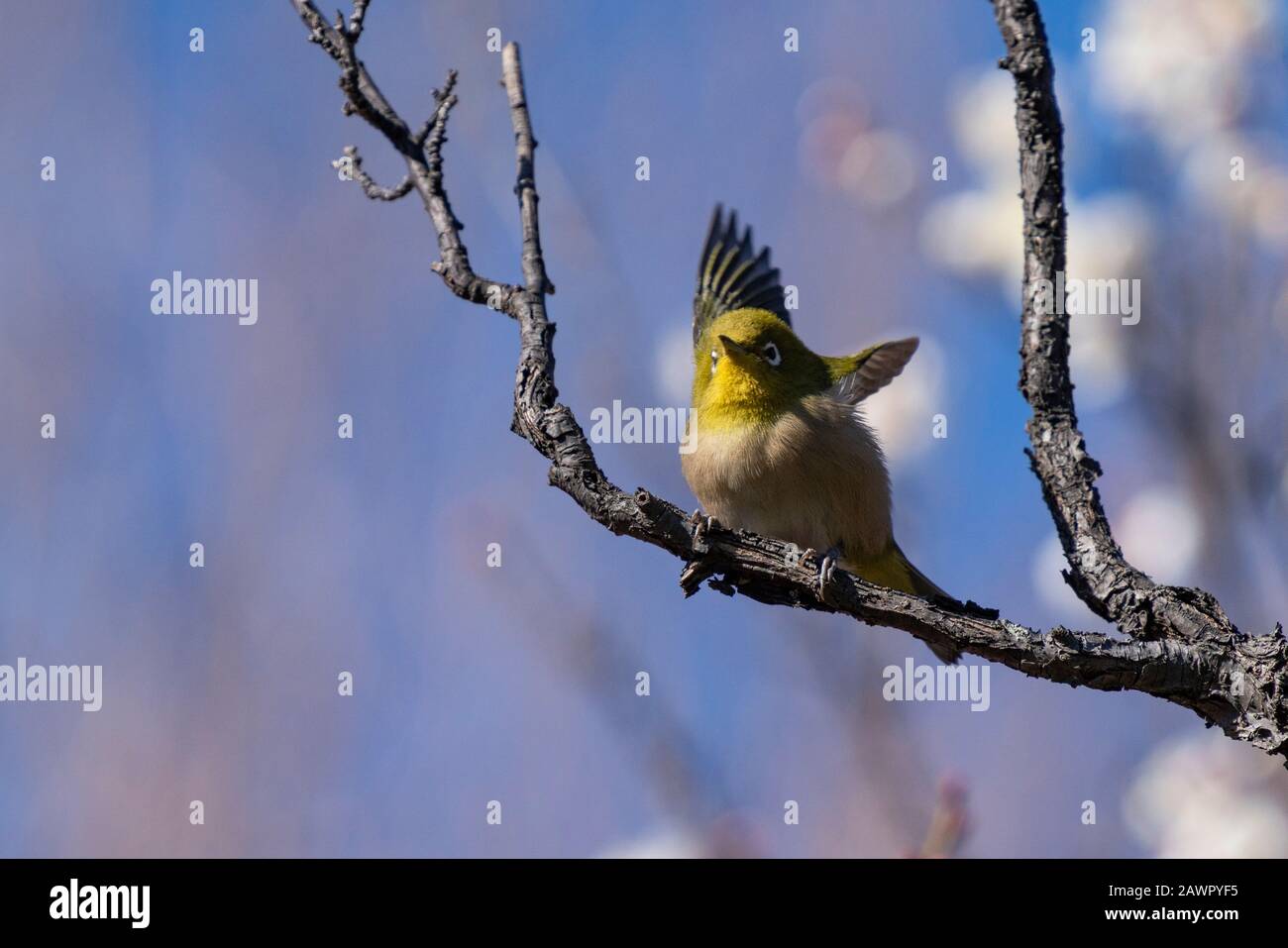 Warbling white-eye on plum tree, Ume Festival, Hanegi Park, Setagaya-Ku, Tokyo, Japan Stock Photo