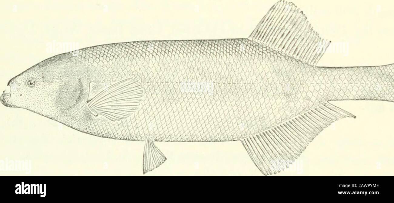 Catalogue of the fresh-water fishes of Africa in the British museum (Natural history) .. . r Luxor. Assuan. Khartum. Shederah, White Nile. Fashoda, „ Tewfikyeh, „ Lake N.E. o£ Gondokoro. Jebba, Tipper Niger. Agberi, Lower Niger. Niger. Stanley Falls. L. Loat, Esq. (C). J. Petherick, Esq. (C).L. Loat, Esq. (C). Capt. G. F. Abadie(P.).Dr. W. J. Ansorge (C).Mr. J. T. Dalton (C).Rev. W. H. Bentley (C). 18. GNATHONEMUS MACROLEPIDOTUS. Mormynis macrolepidotus, Peters, Mou. Berl. Ac. 1852, p. 275 ; Giinth. Cat. Fish. vi. p. 219 (18G6) ; Peters, Reise Mossamb. iv. p. 79, pi. xv. fig. 1 (1808).Mormijro Stock Photo