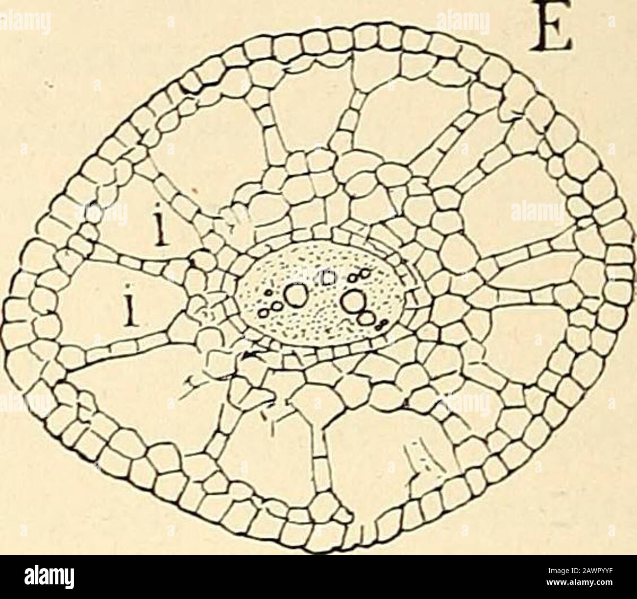 The structure & development of the mosses and ferns (Archegoniatae ...