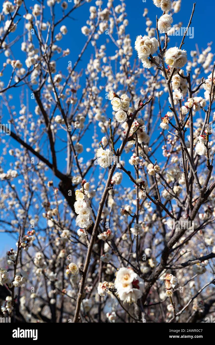 Ume Festival, Hanegi Park, Setagaya-Ku, Tokyo, Japan Stock Photo