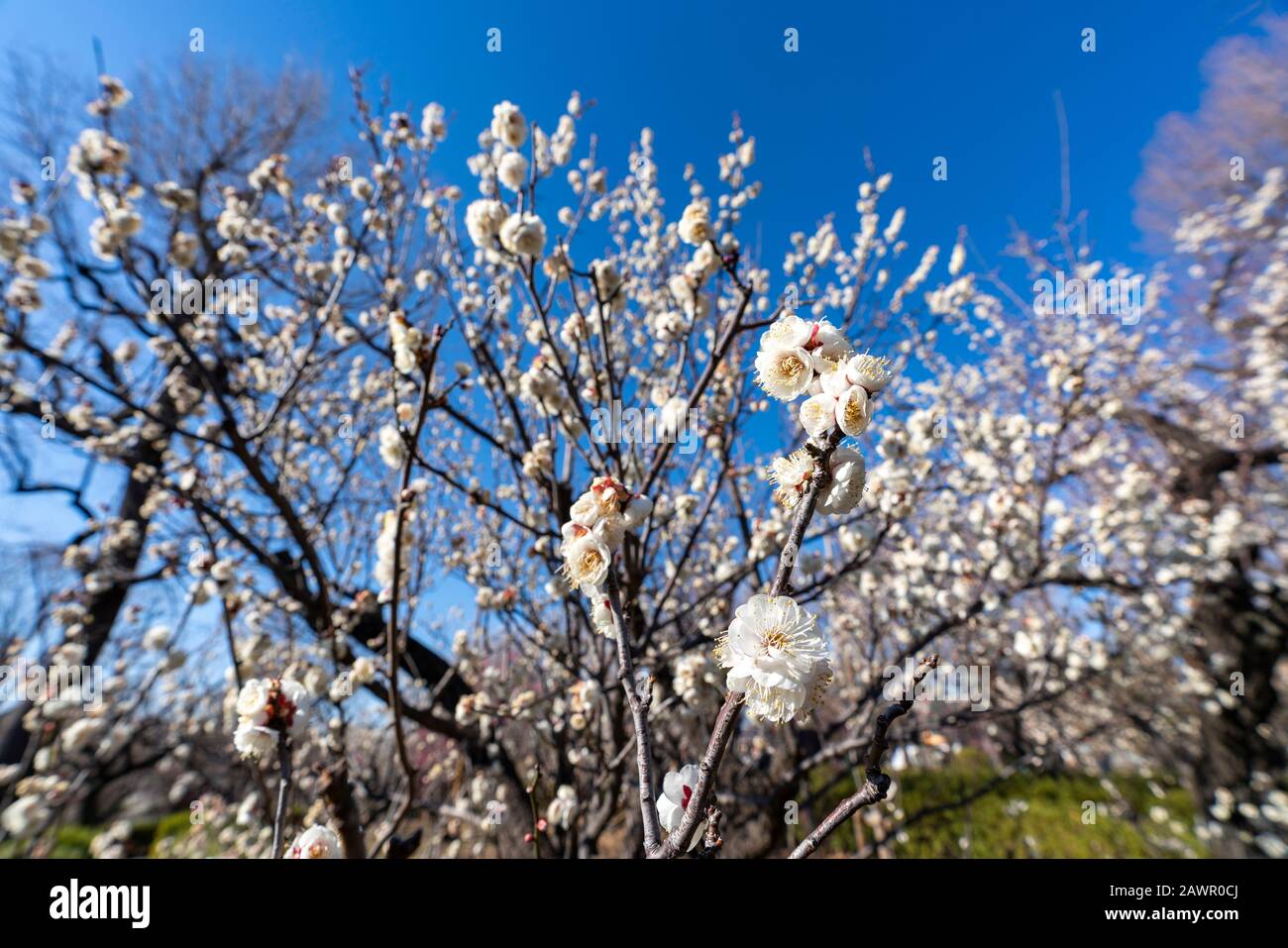 Ume Festival, Hanegi Park, Setagaya-Ku, Tokyo, Japan Stock Photo