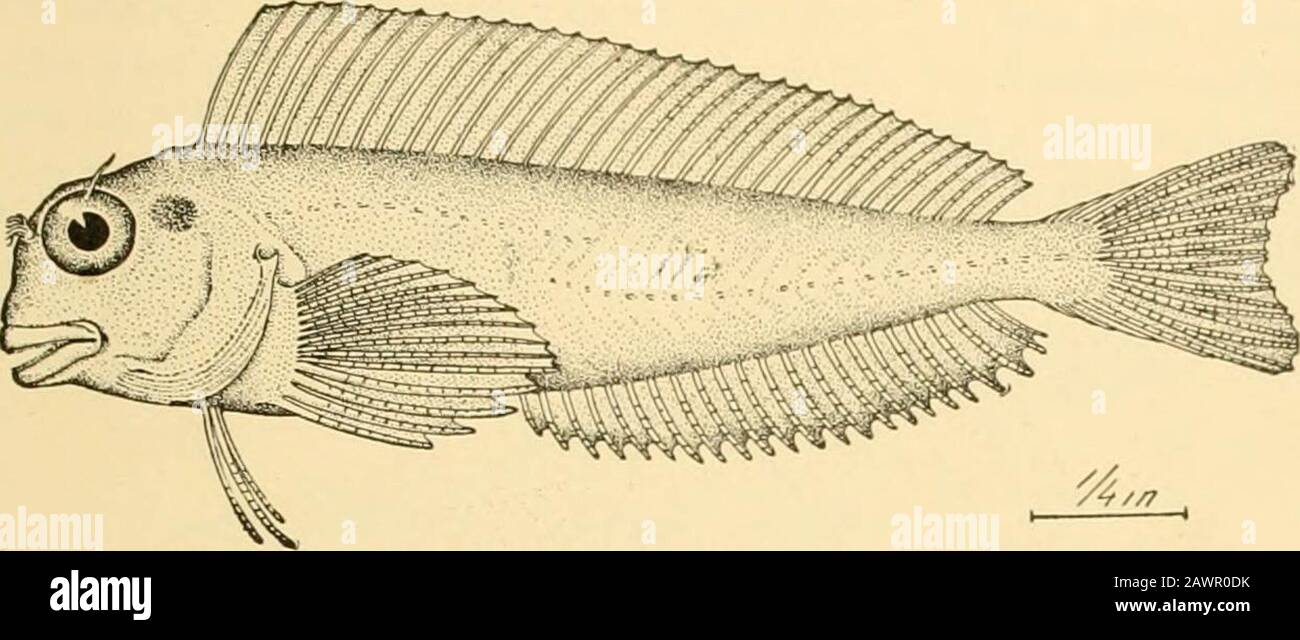 Fishes . Fig. 617.—Blennius cristatus L. Florida. species long, fang-like posterior canines are developed m thejaws. Blennius is represented in Europe by many species, Blen-nius galerita, ocellaris, and basiliscus being among the most com-mon. Certain species inhabit Italian lakes, having assumed afresh-water habit. The nximerous American species mostly The Blennies: Blenniids 719 belong to other related genera, Chasmodes bosqiiianus beingmost common. Blennius yatabci abotinds in Japan. In Petro-sciries and its allies the gill-openings are much restricted. The. Fig. 618.—Rock-skipper, AUicus o Stock Photo